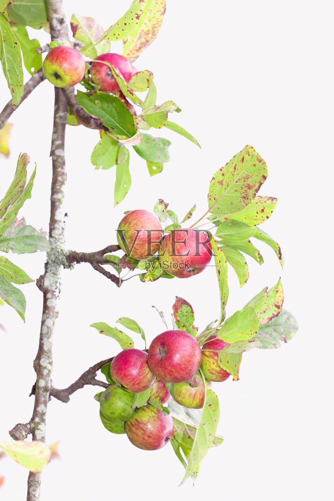 有红苹果的苹果树。照片摄影图片