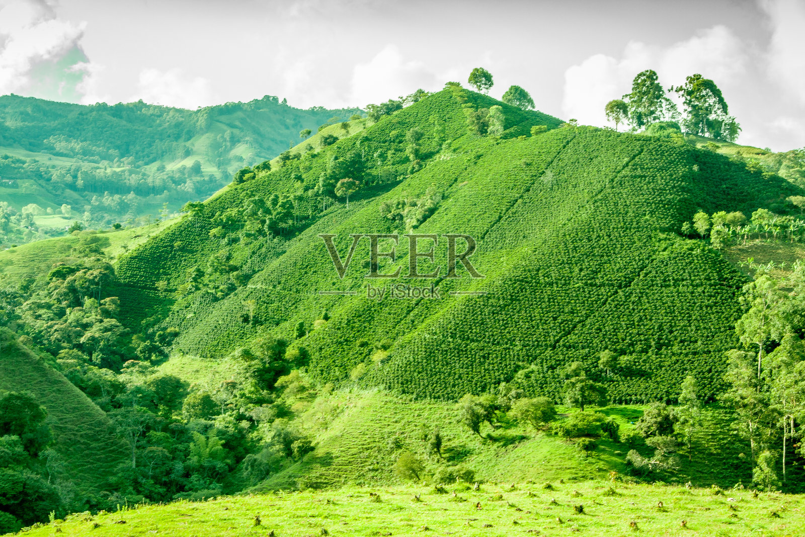 哥伦比亚杰里科的咖啡种植园照片摄影图片