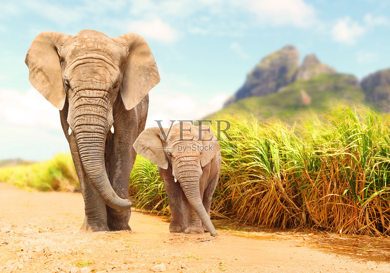 非洲丛林象- Loxodonta africana。照片摄影图片