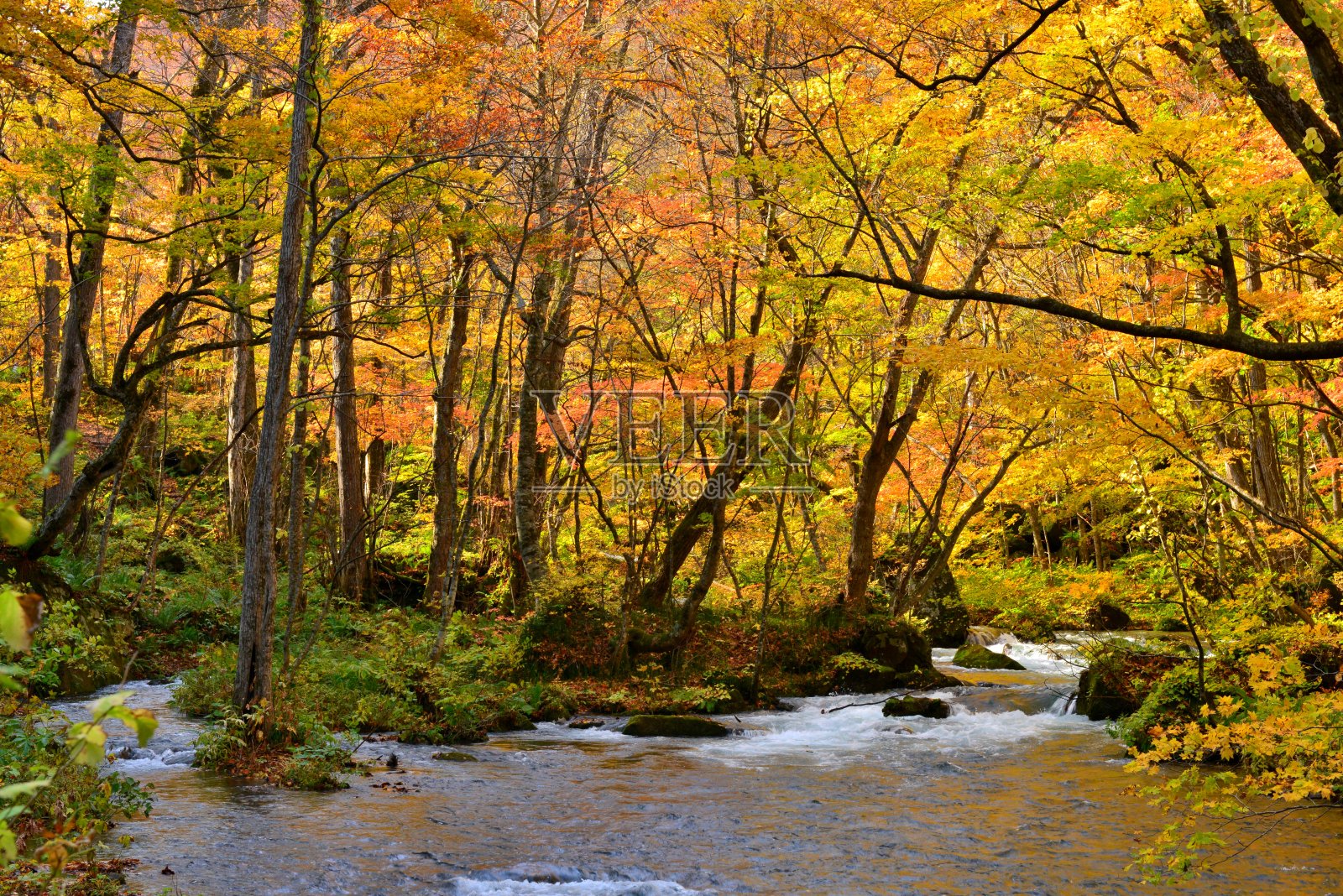 日本青森市秋天的磐濑山溪照片摄影图片