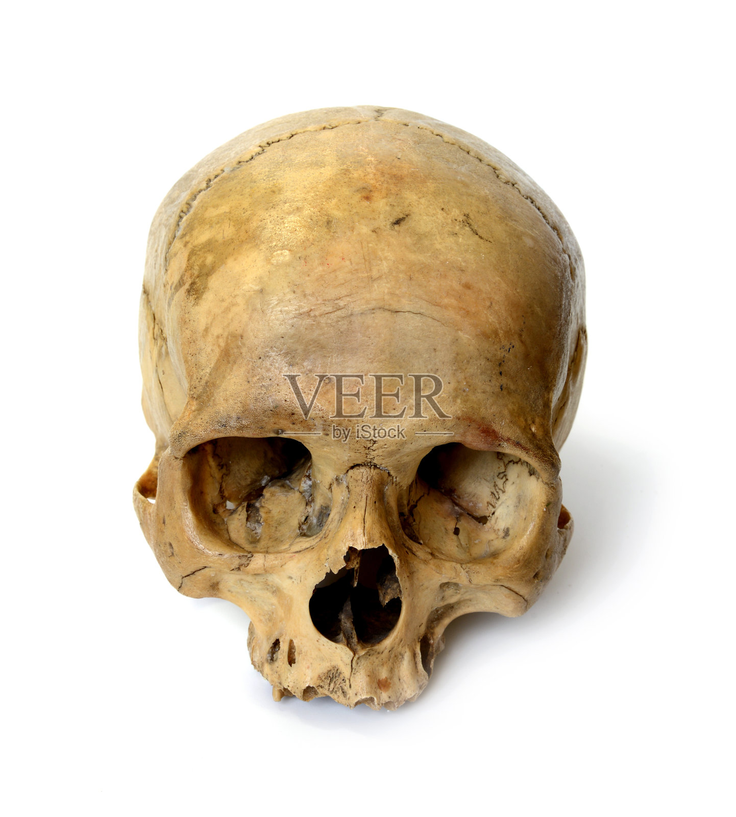 白色背景上的人类头骨。照片摄影图片