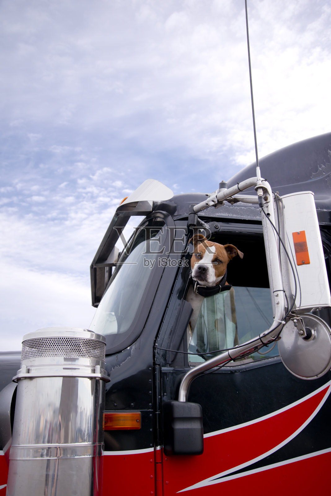 这只斗犬从半卡车的窗户里向外张望，保护它的领地不被陌生人侵犯照片摄影图片