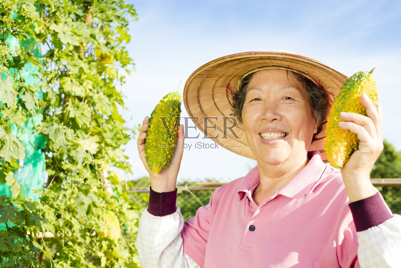 在蔬菜农场工作的年长妇女农民照片摄影图片