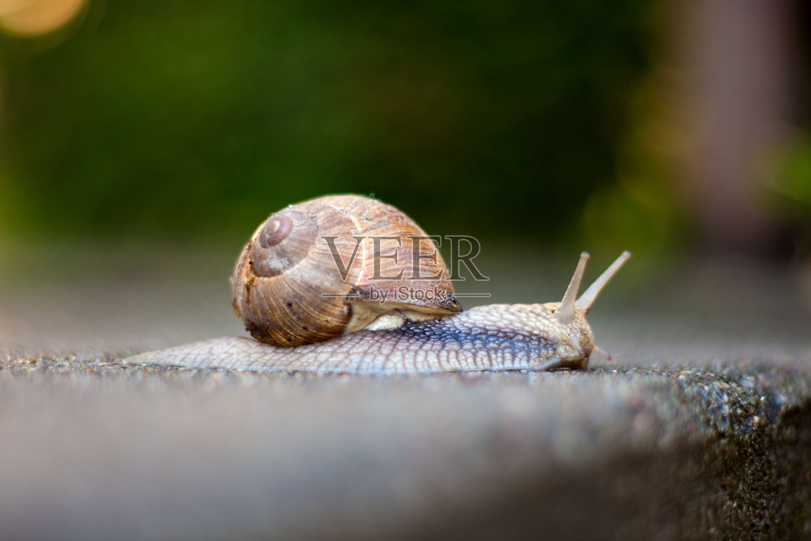 模糊的背景上的罗马蜗牛照片摄影图片