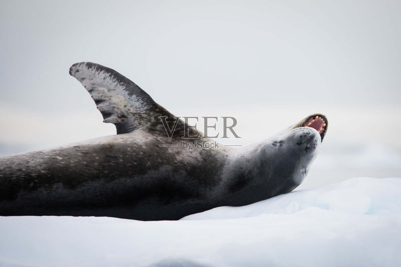浮冰上的海豹照片摄影图片