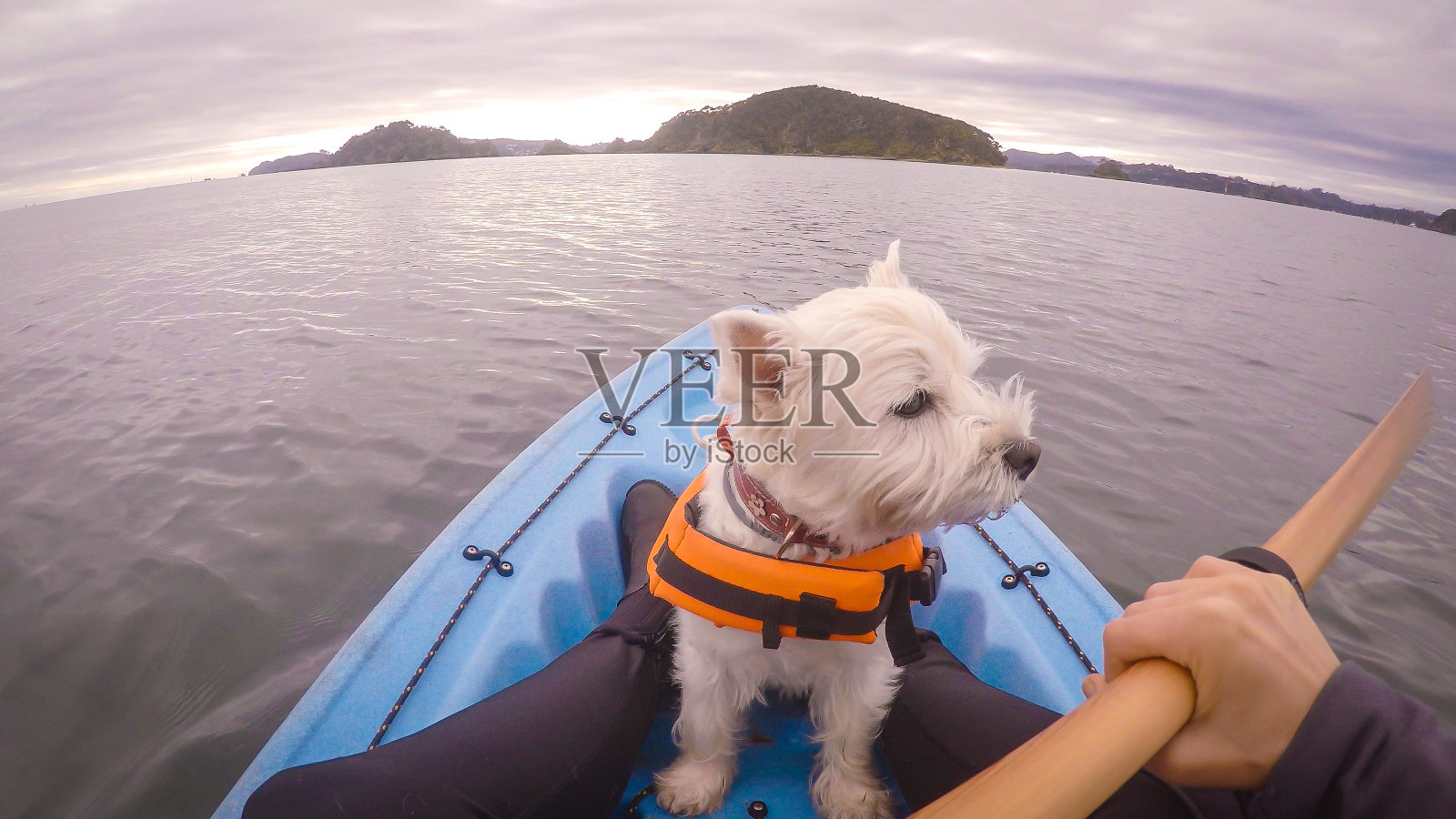 西高地白色小猎犬皮划艇在Paihia，岛屿湾，新西兰，新西兰照片摄影图片