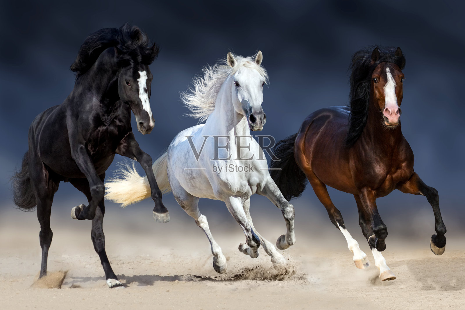 三匹马跑照片摄影图片