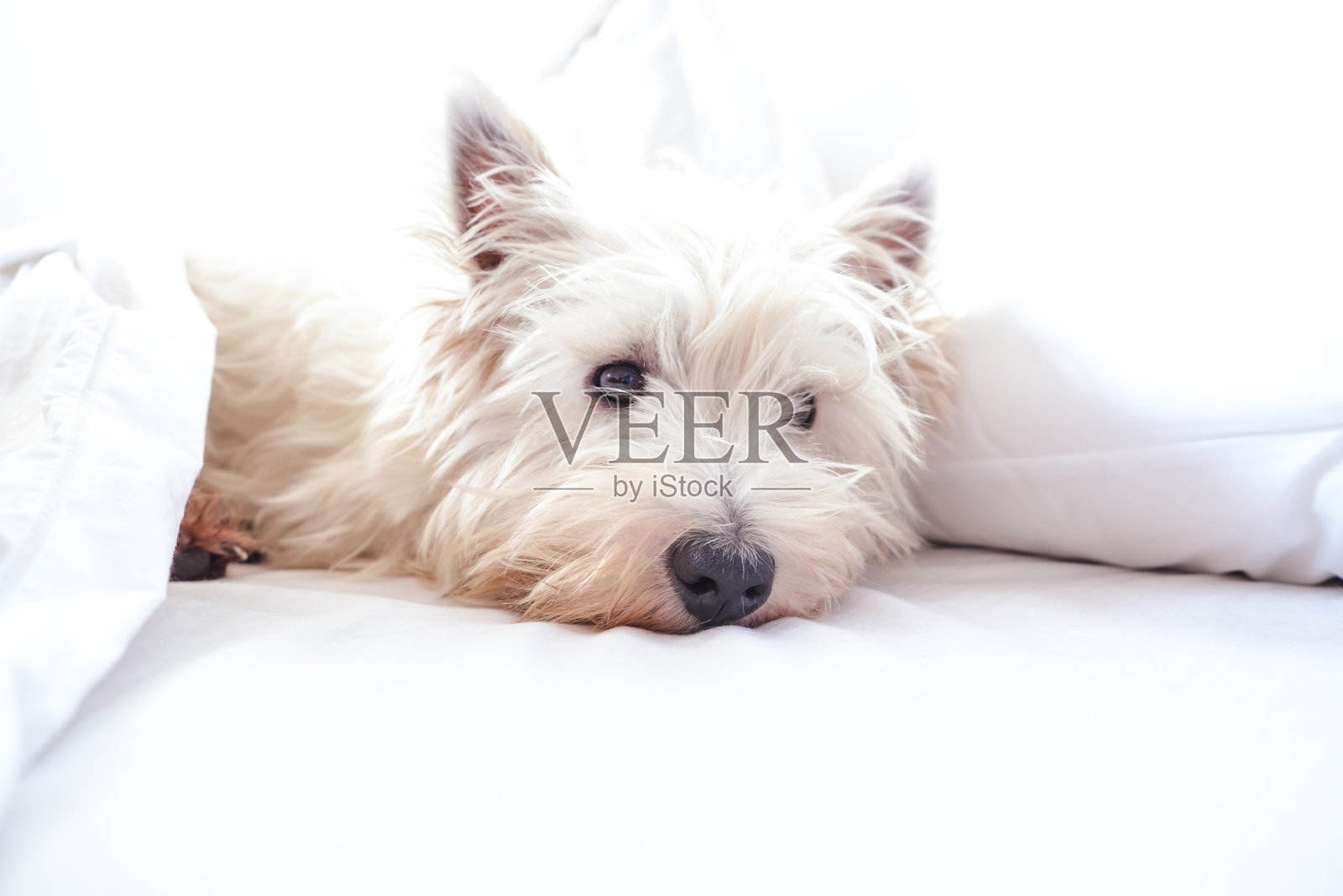 高调形象的西部高地白色小猎犬westie狗在床上的枕头和床单照片摄影图片