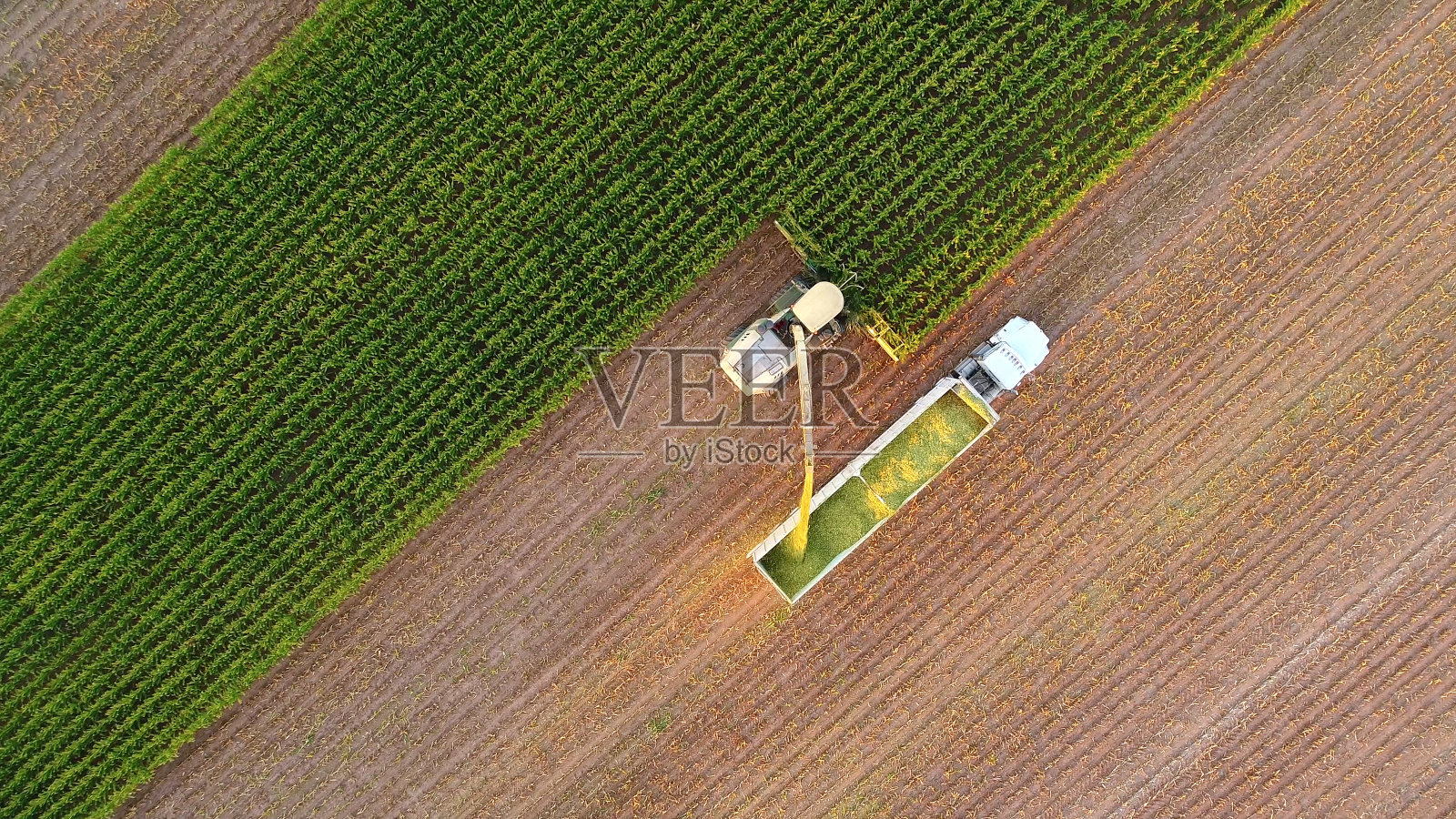 拖拉机和农机在秋天收割玉米照片摄影图片