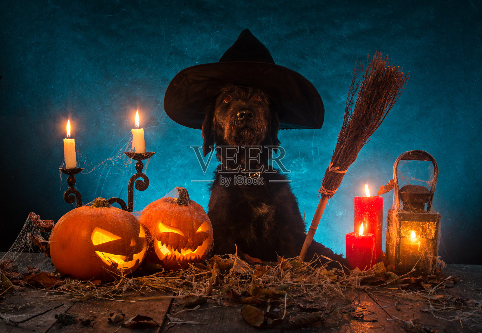 黑色的狗和万圣节的南瓜板上照片摄影图片