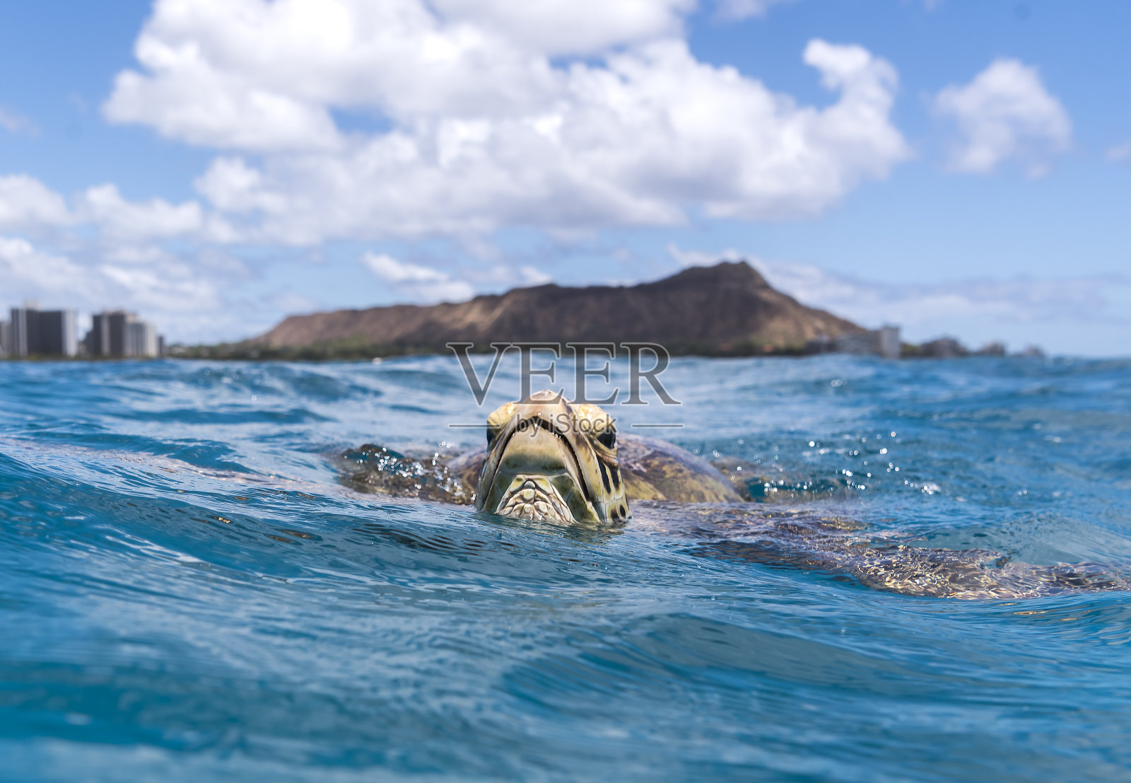 乌龟的威基基海滩照片摄影图片