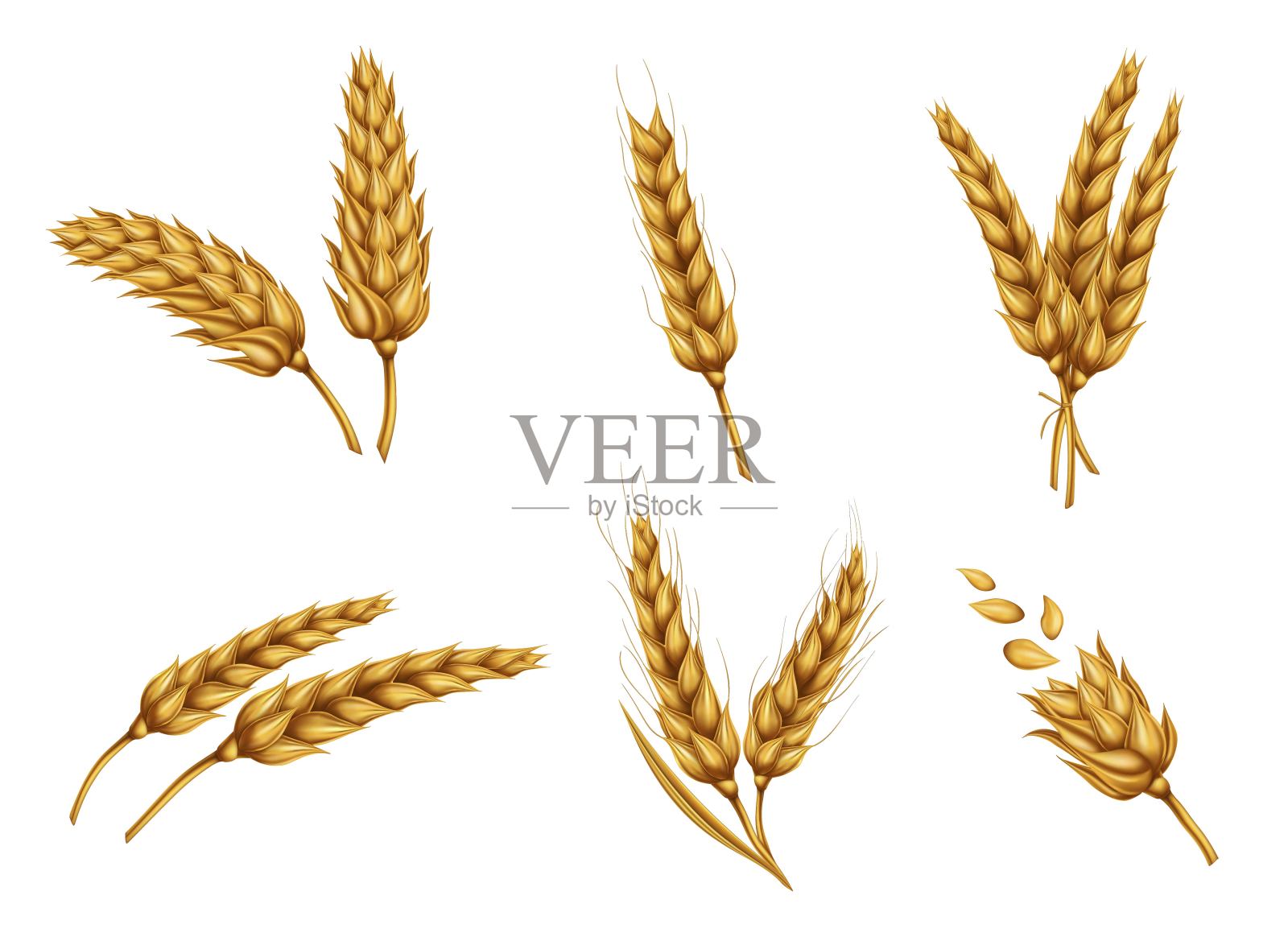 黄金麦穗和谷物现实向量集插画图片素材