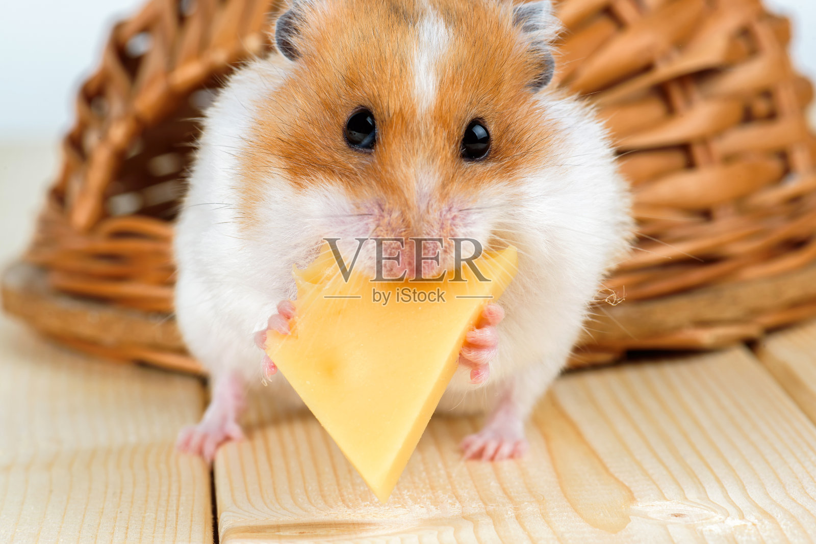 一只仓鼠在它的木屋附近吃奶酪。照片摄影图片