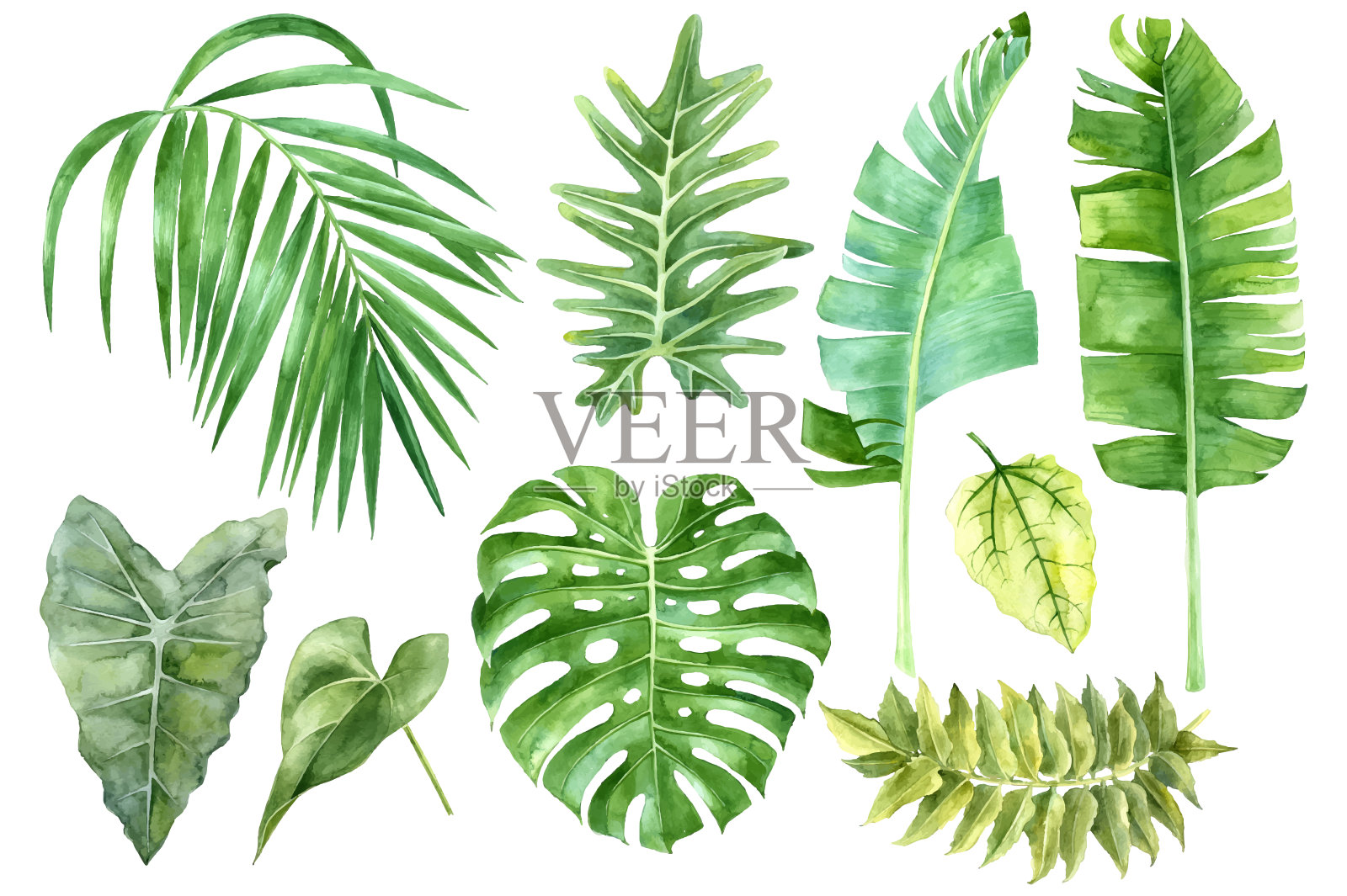 热带树叶的水彩画设计元素图片