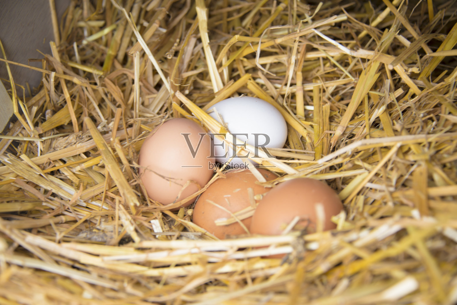家产:放在干草窝里的鸡蛋照片摄影图片