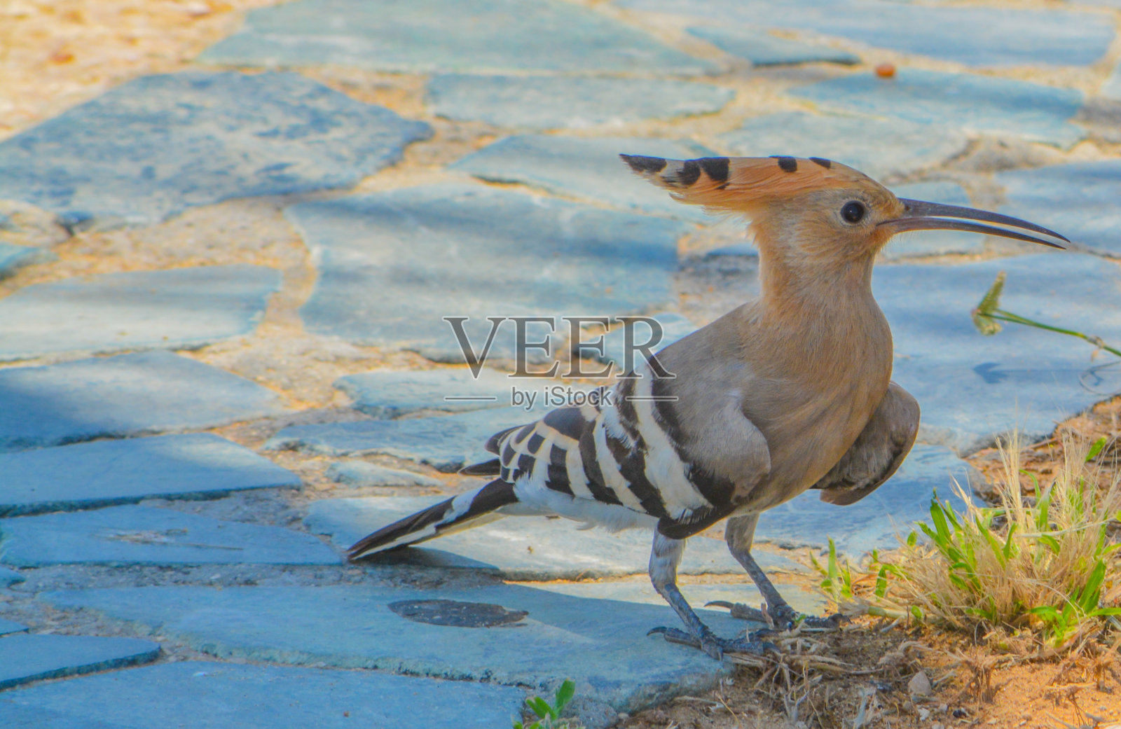 以色列国鸟，欧亚冠鸟(uppupa popops)照片摄影图片