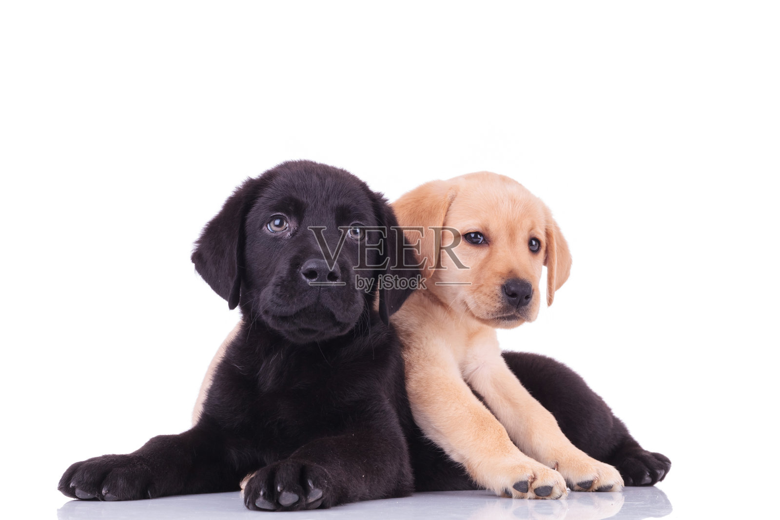 黄色小拉布拉多猎犬躺在黑色小狗身上照片摄影图片