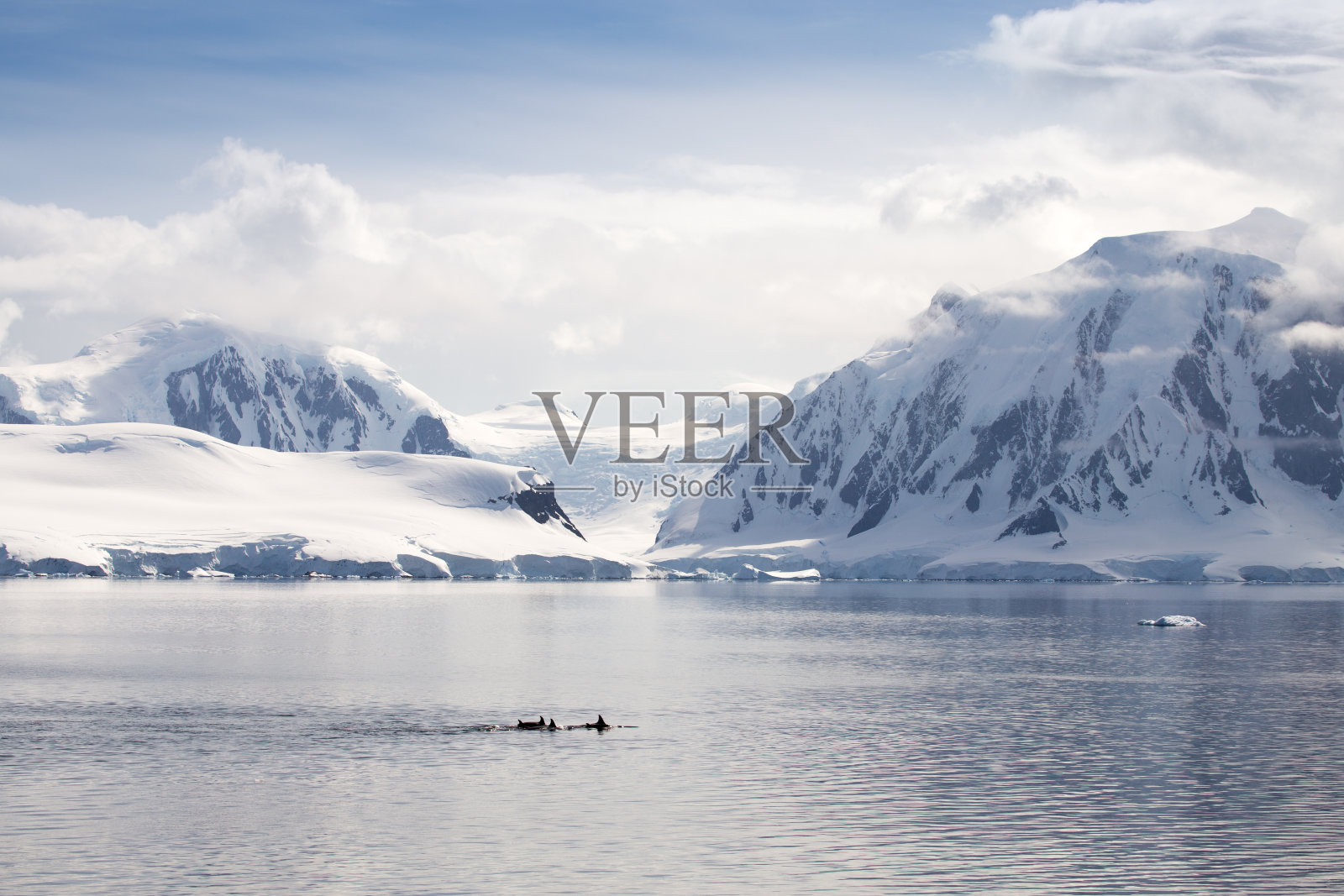 虎鲸在南极景观前。照片摄影图片