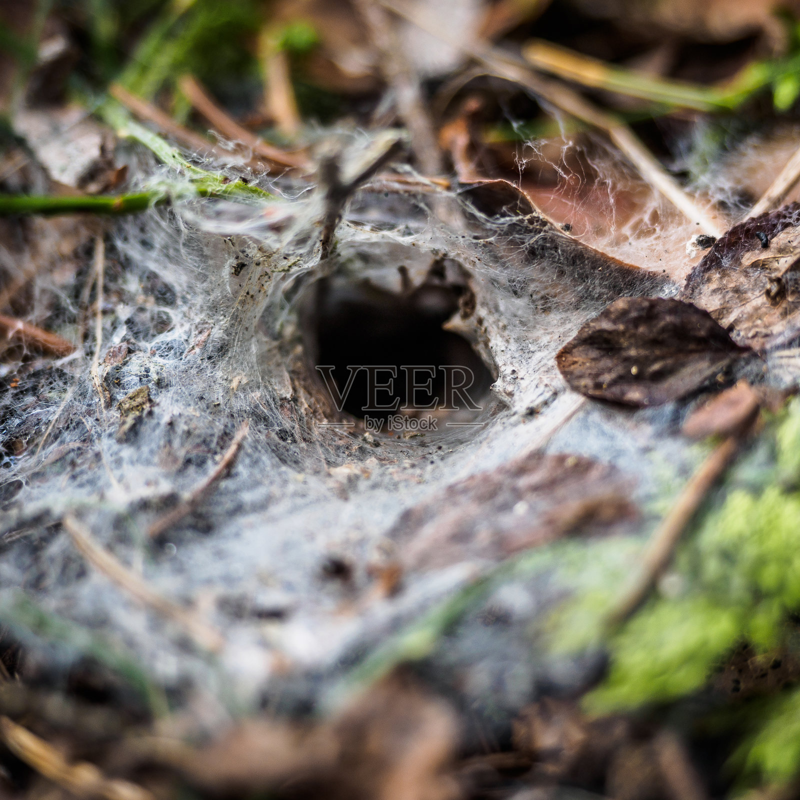 昆虫在地下的坑或管照片摄影图片