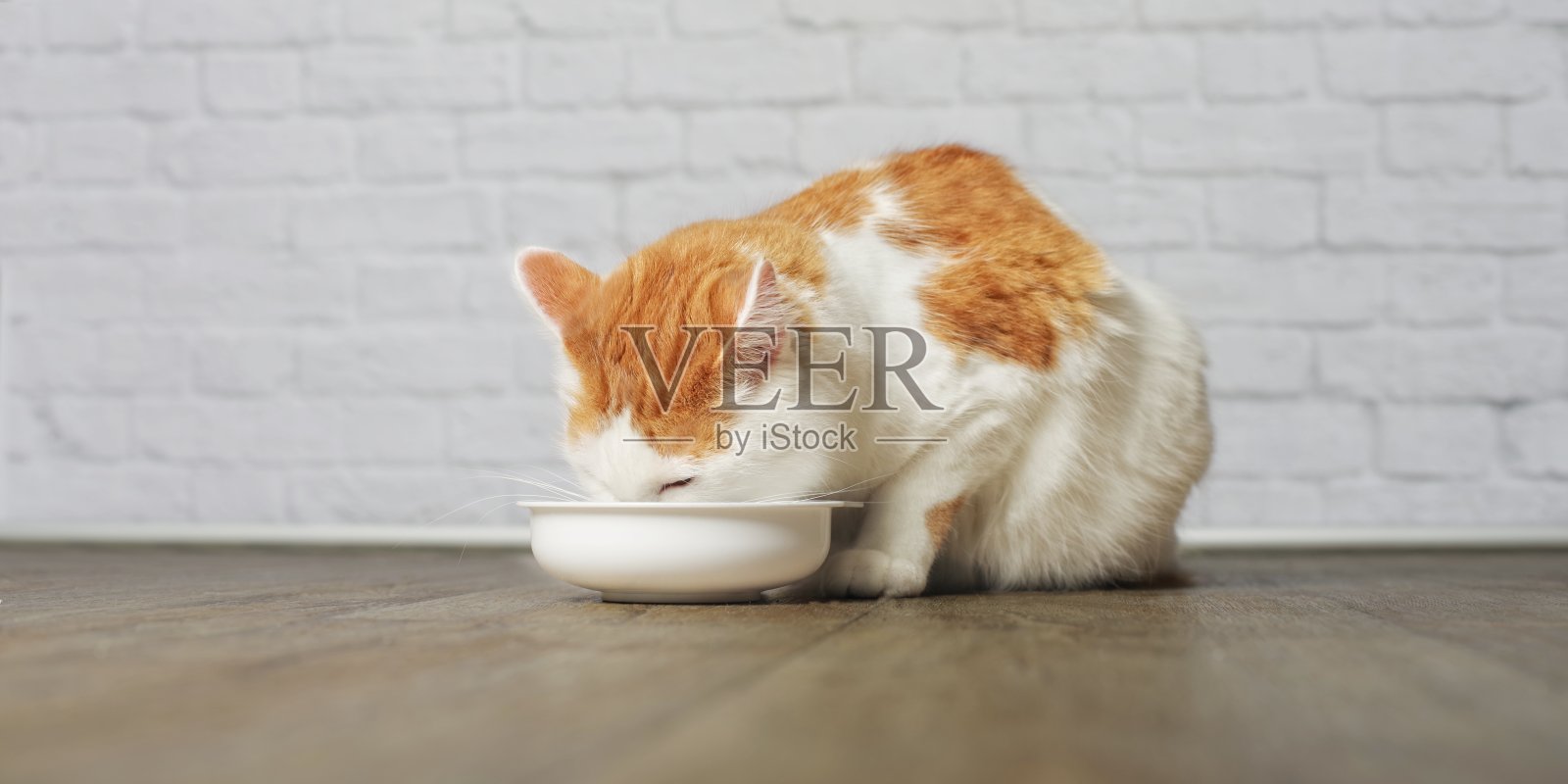 长毛猫从一个食碗里吃东西照片摄影图片