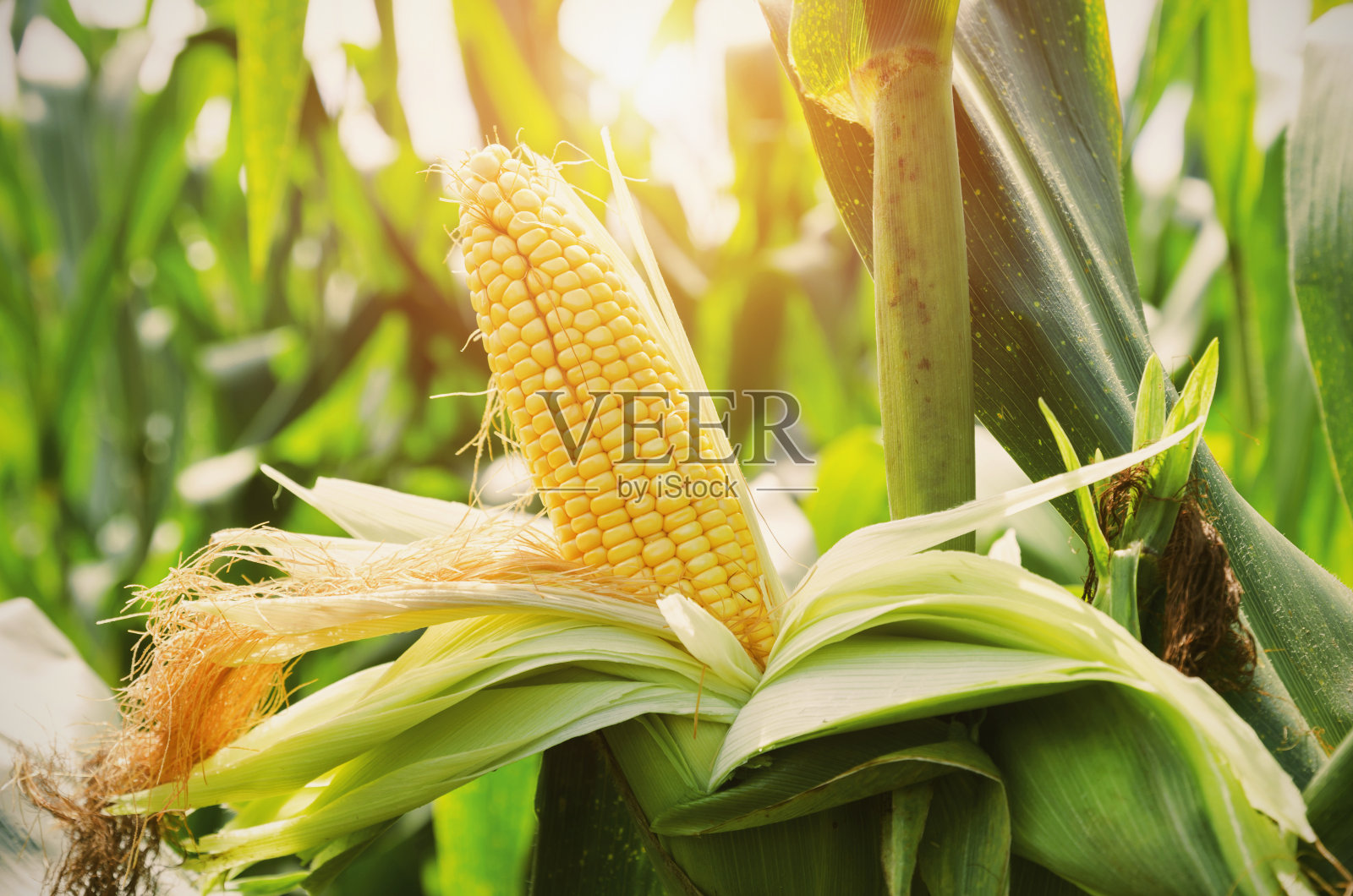 特写玉米秸秆在田野与日落的背景照片摄影图片