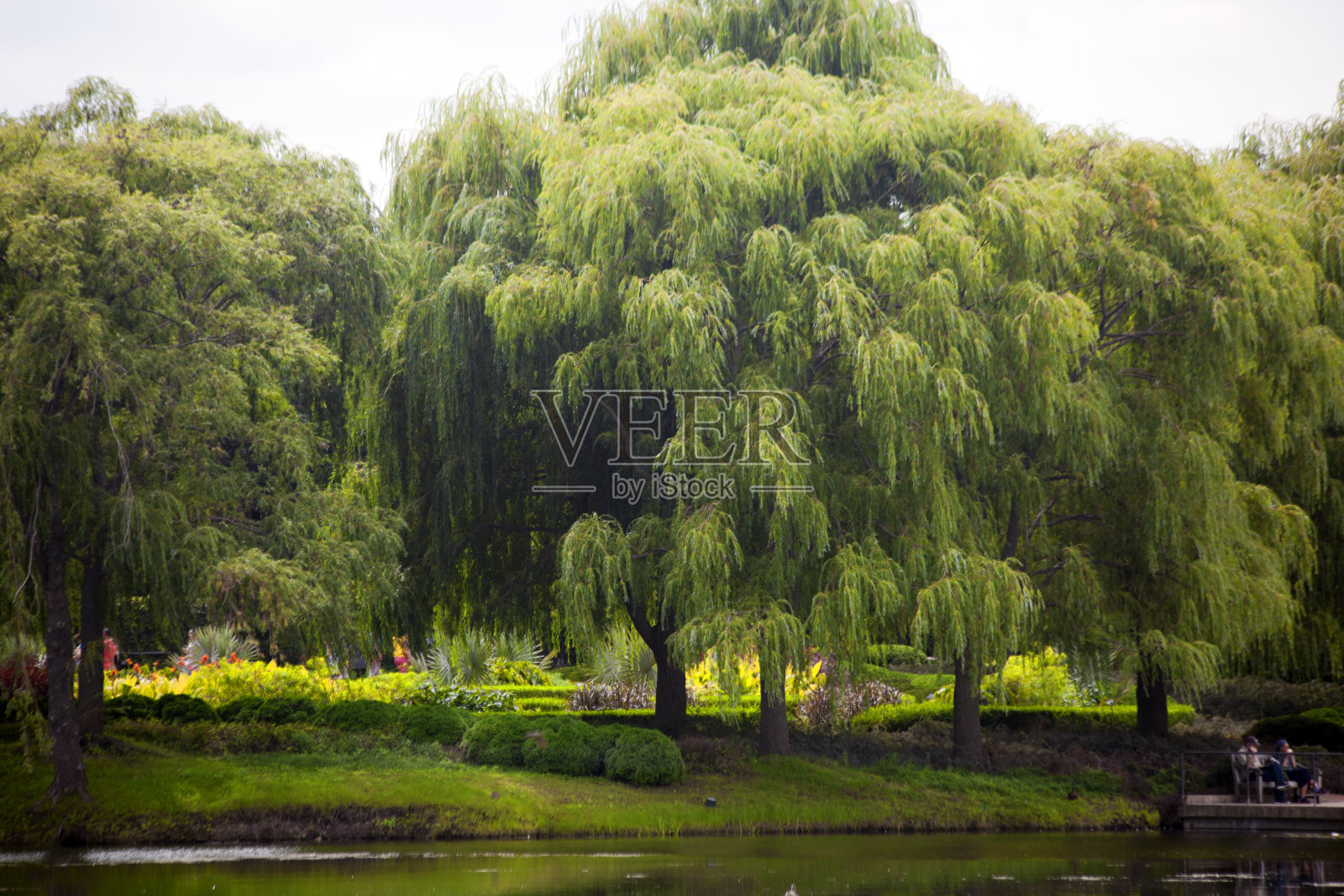 池塘边的柳树照片摄影图片