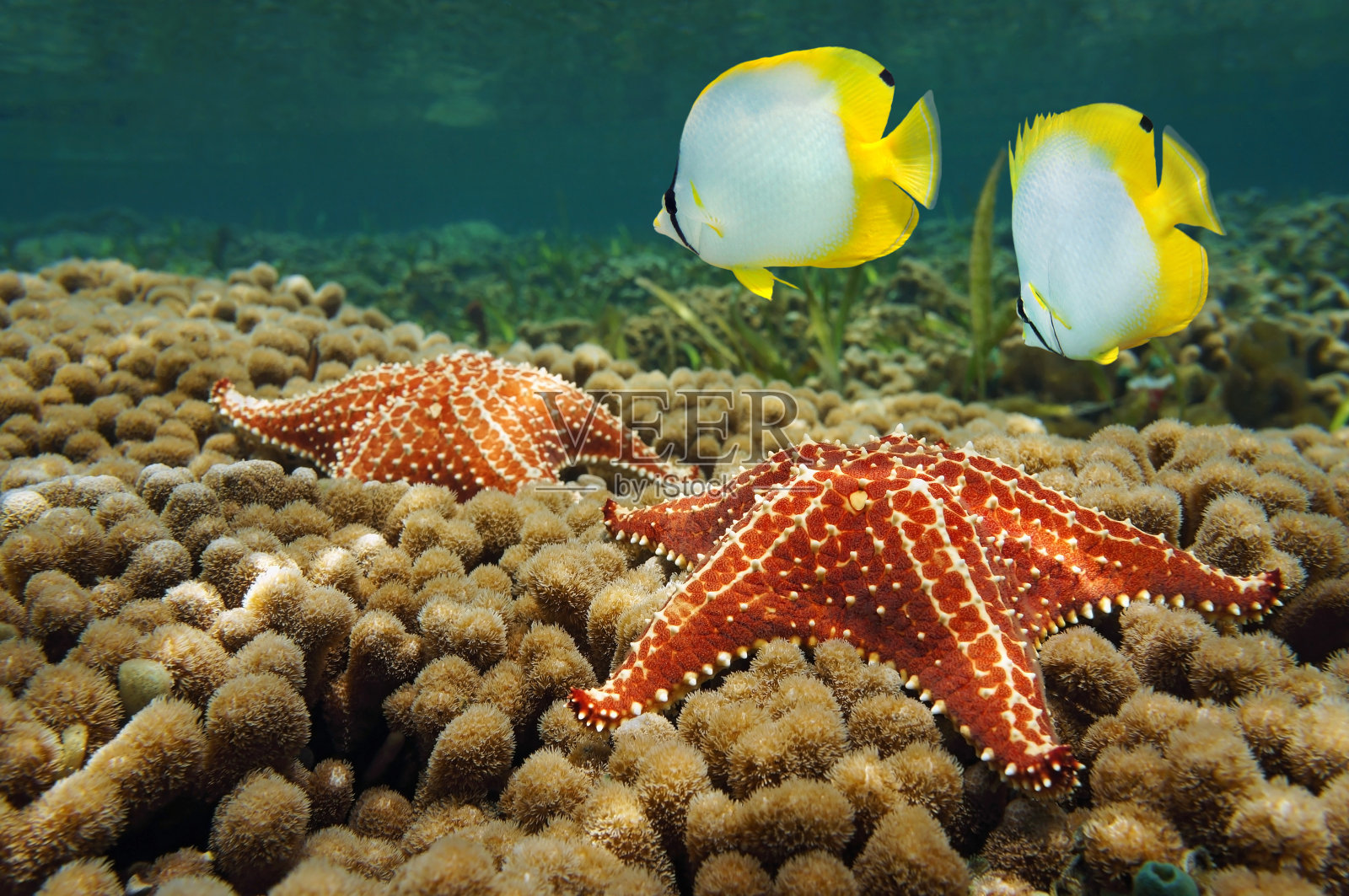 海星和蝴蝶鱼在珊瑚上面照片摄影图片