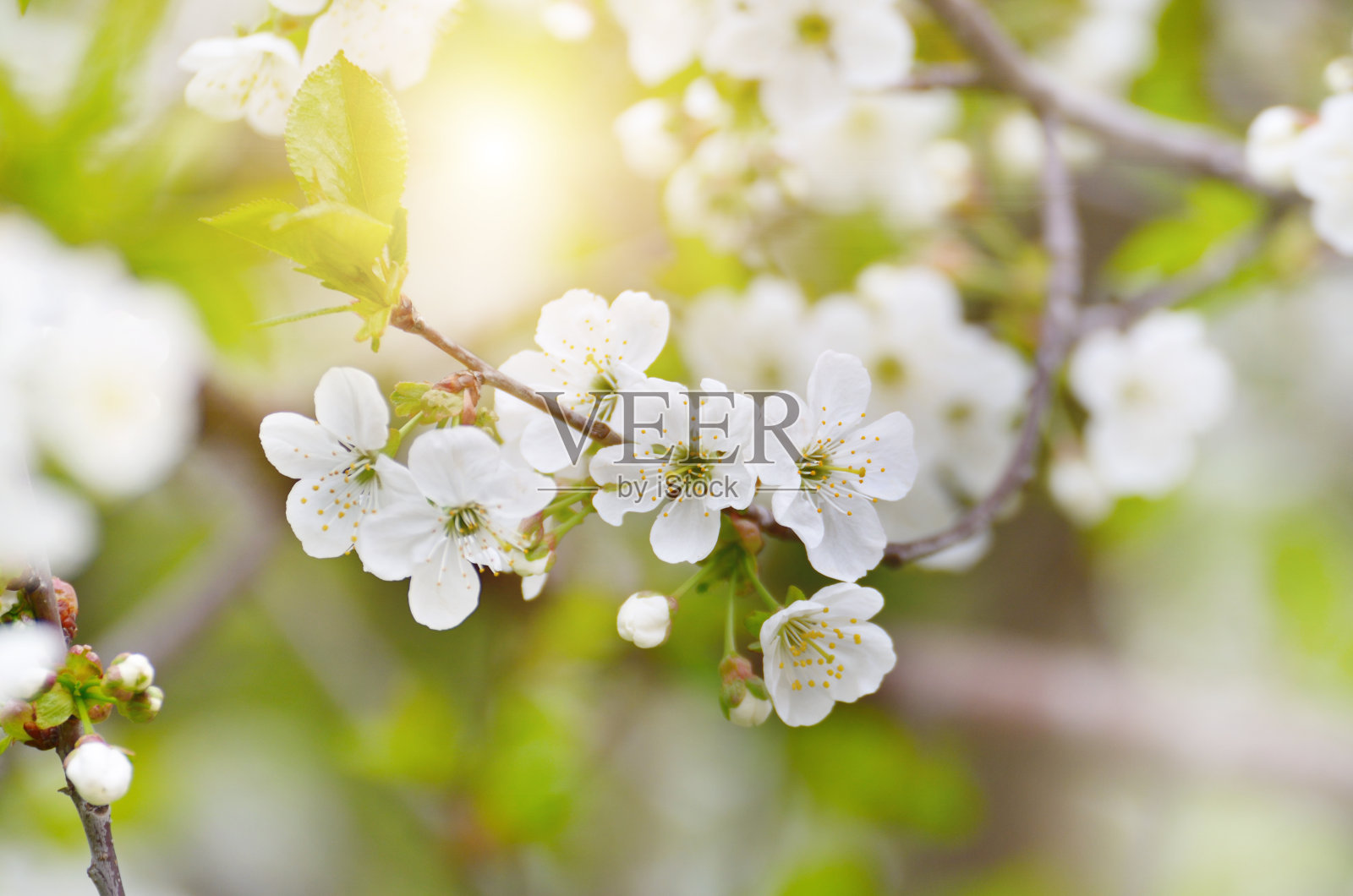 花园里果树开花的嫩枝照片摄影图片