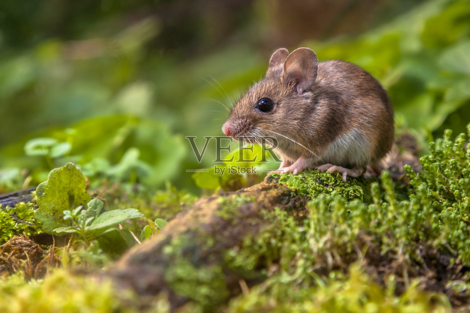 森林地面上的木鼠照片摄影图片