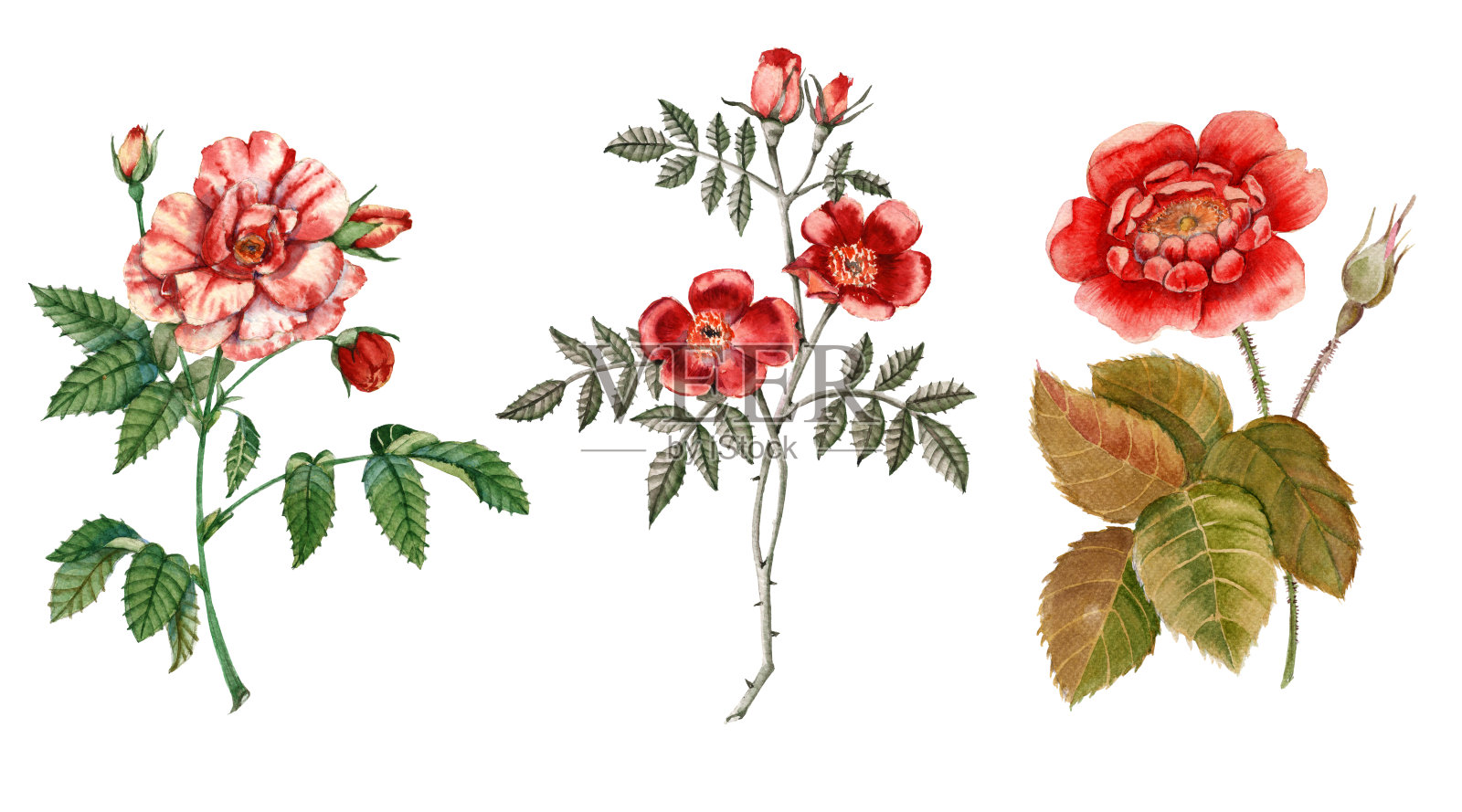 红玫瑰的花。孤立在白色背景上。插画图片素材