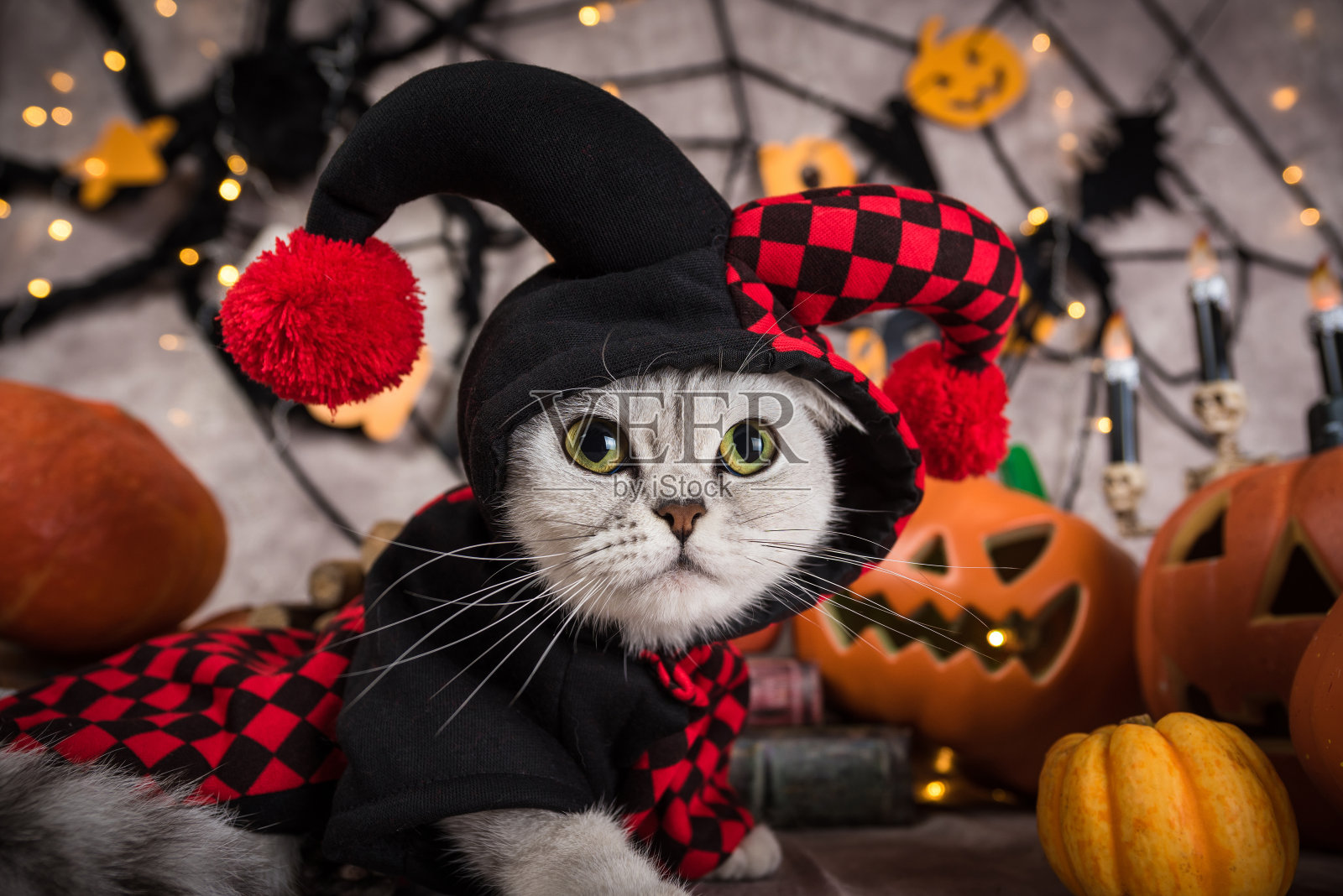 一只穿着小丑服装的猫，在万圣节照片摄影图片