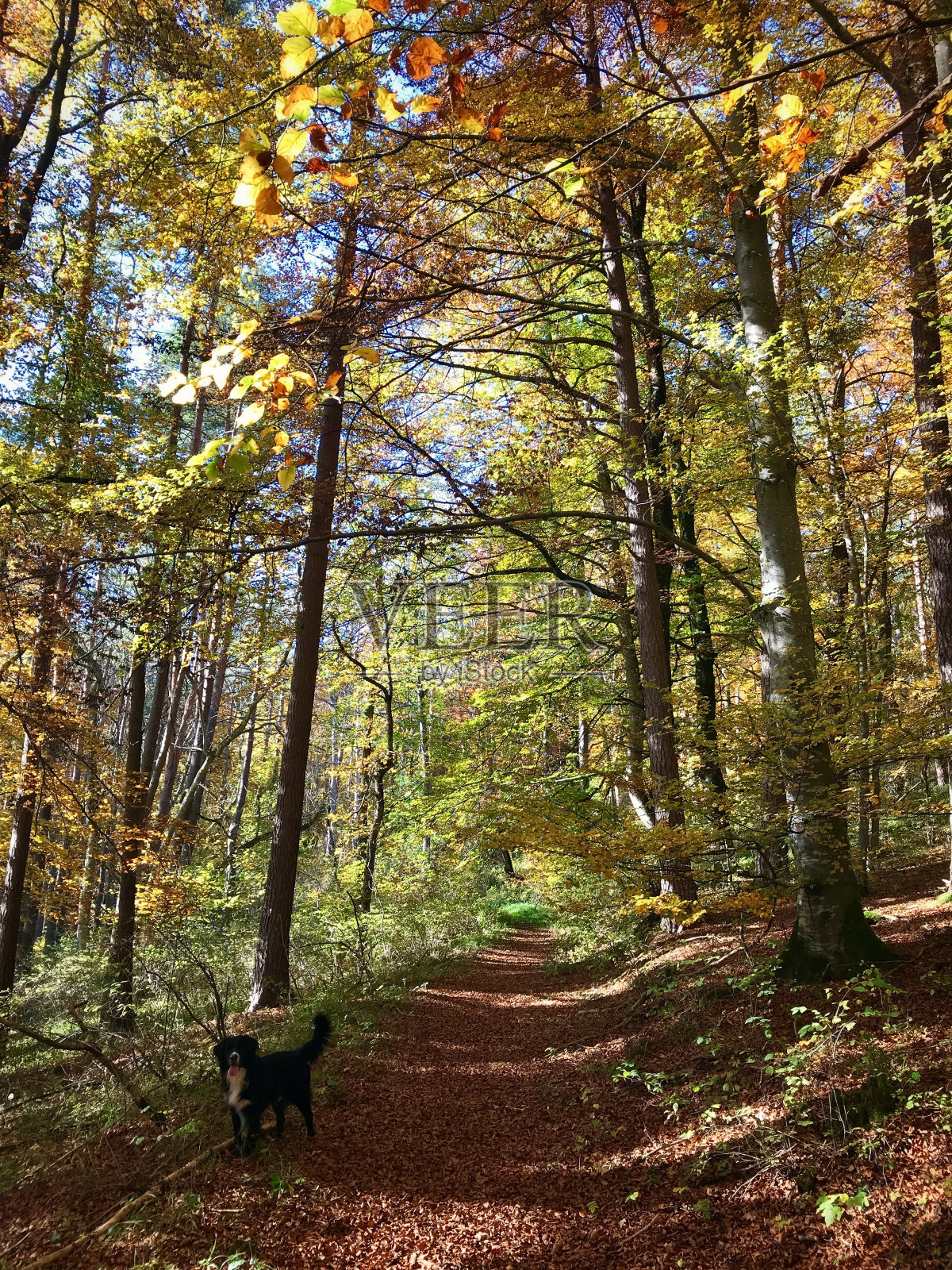 美丽的秋天的森林照片摄影图片