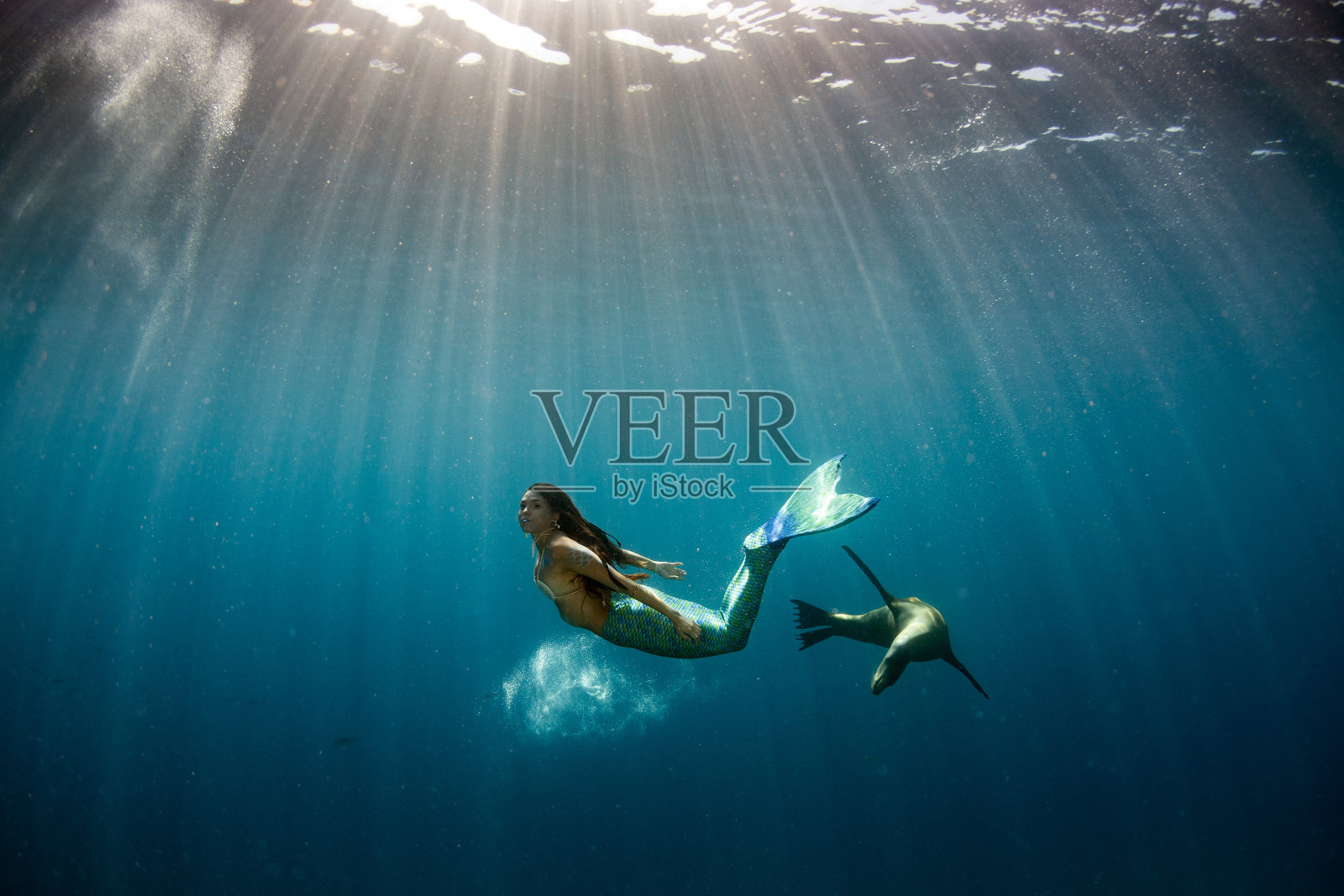 美人鱼和一只海豹在深蓝色的海里游泳照片摄影图片
