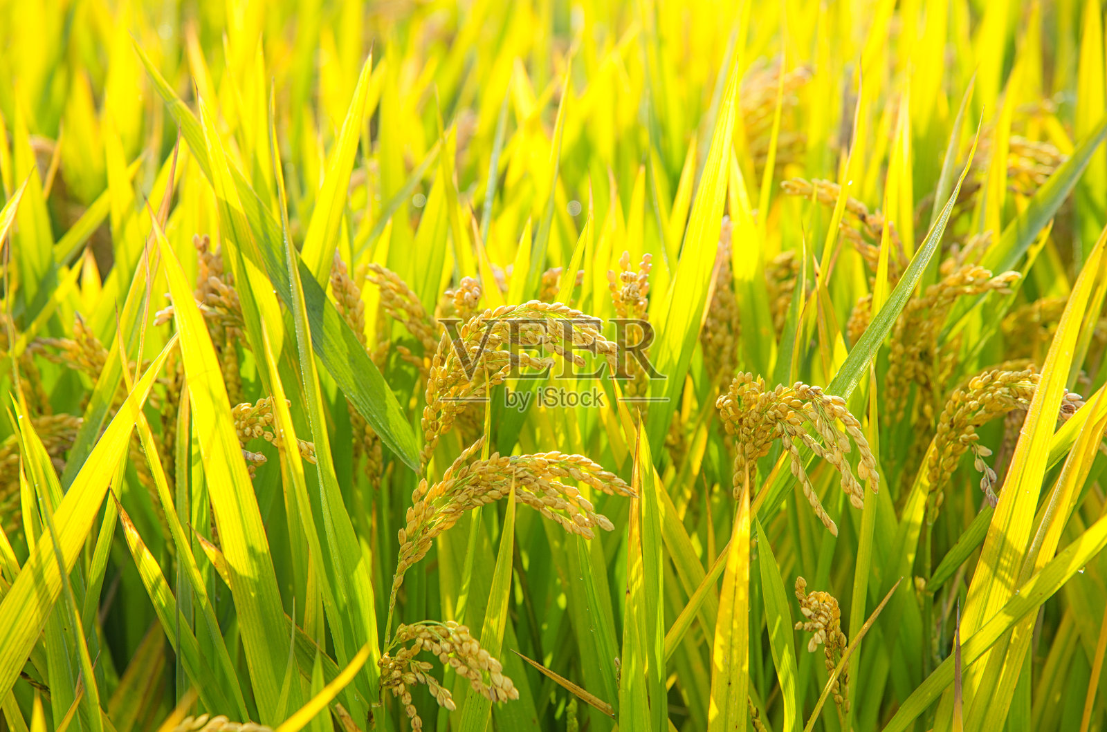 金色的稻田照片摄影图片