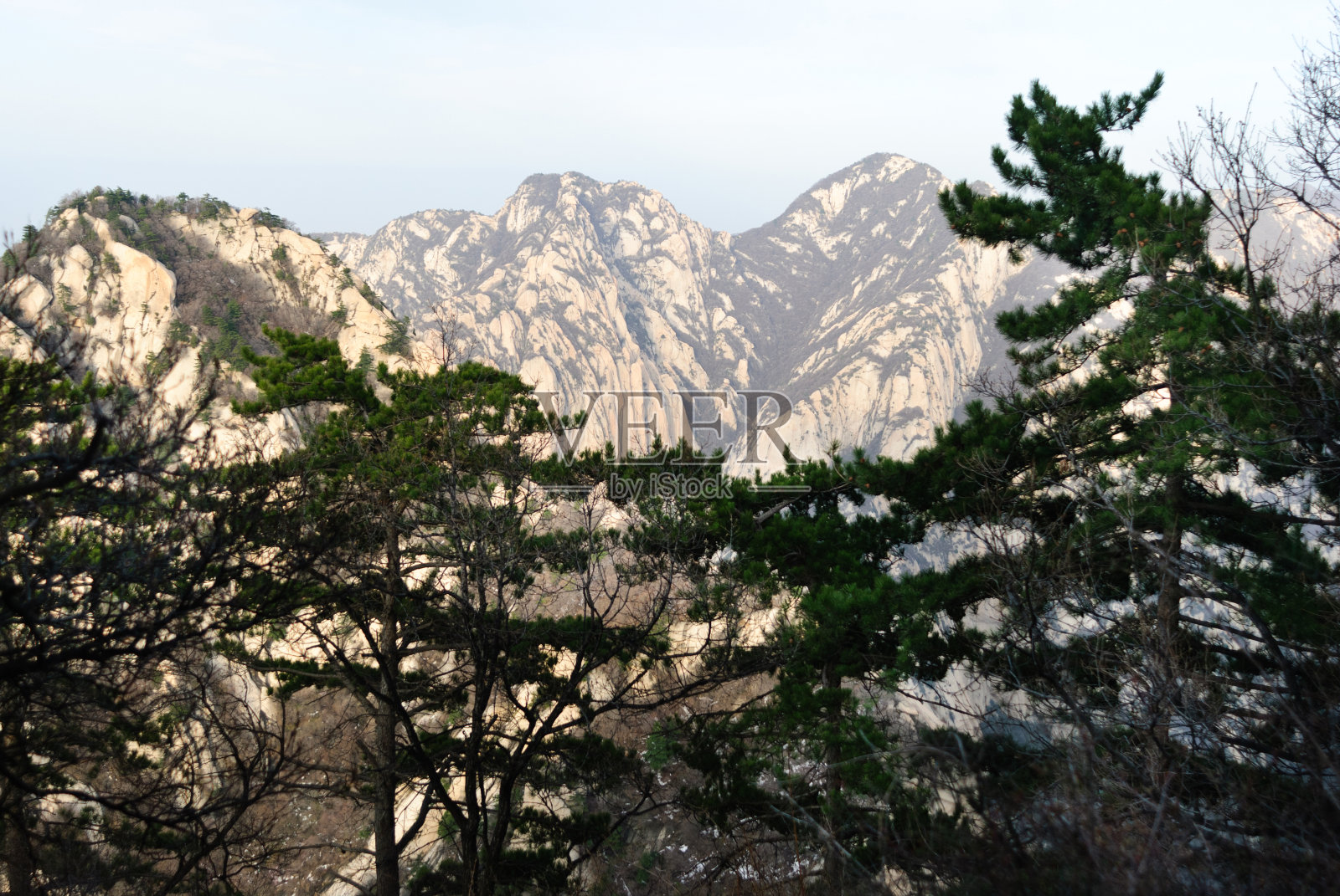 中国华山山顶前的雪松照片摄影图片