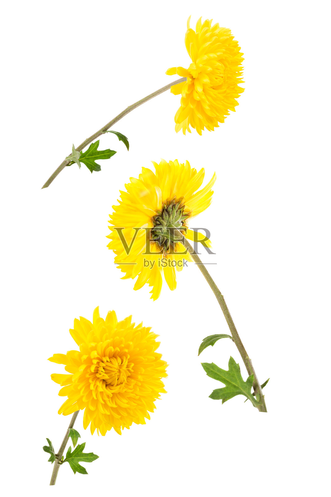 三个明亮的黄色菊花孤立在白色的背景。一朵花从不同的角度射出，照片摄影图片