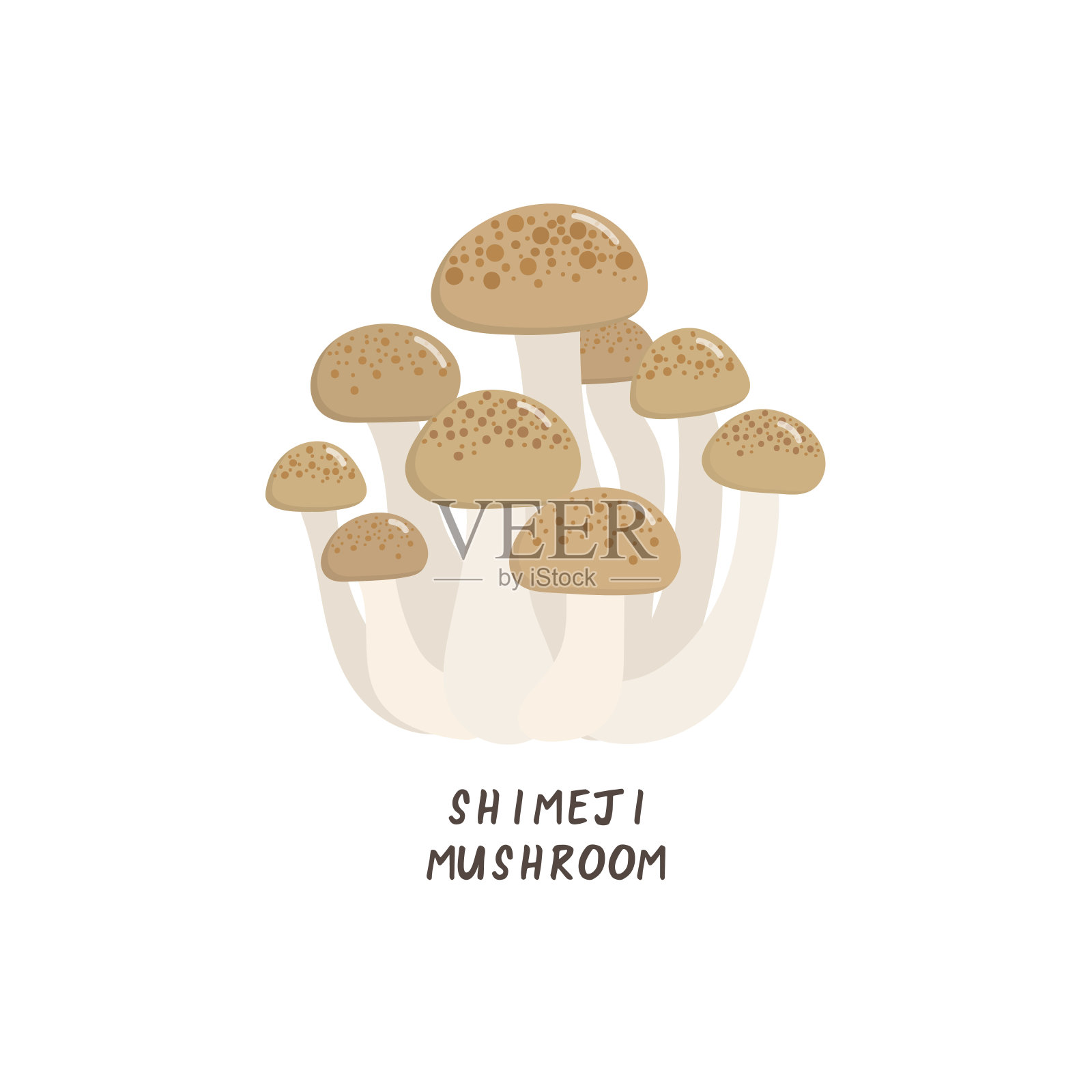 Shimeji蘑菇向量插画图片素材
