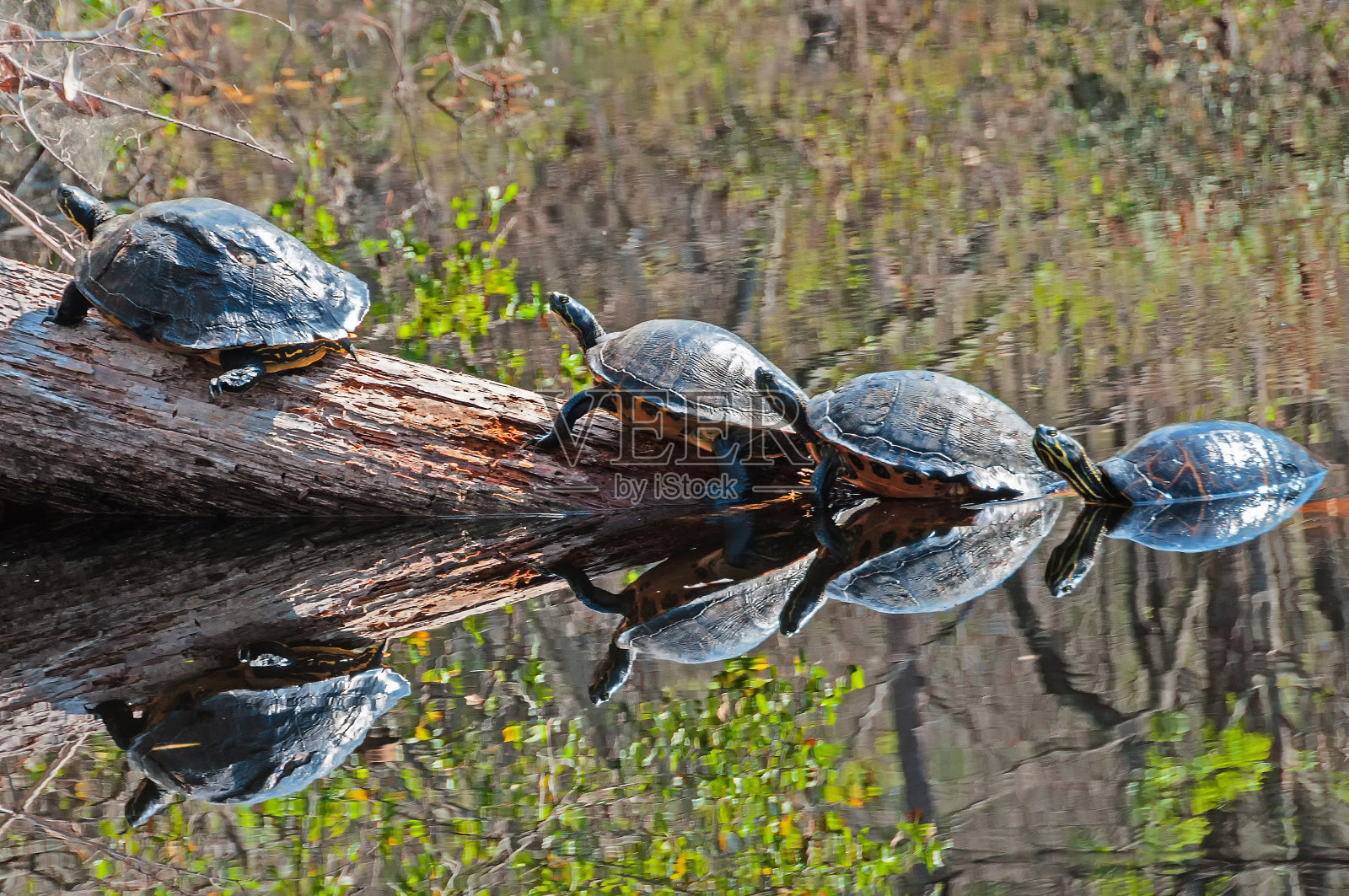 树干上四只乌龟在水中倒映照片摄影图片