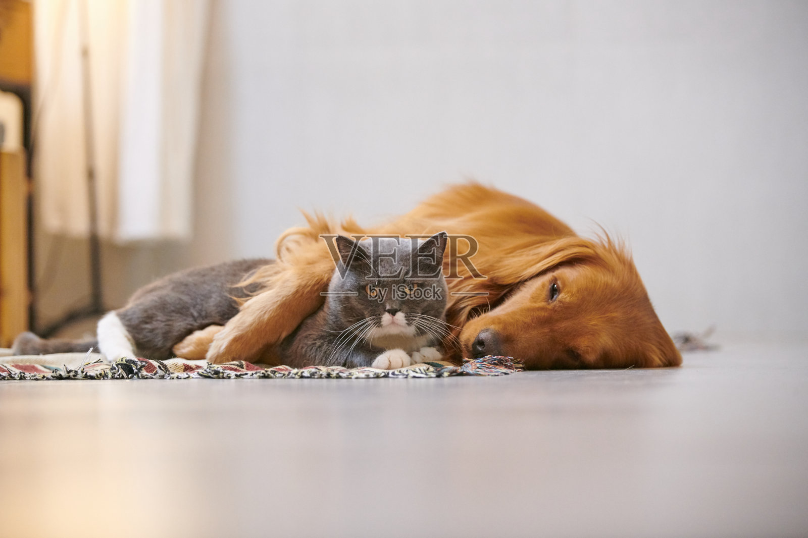 金毛猎犬和英国短毛猫照片摄影图片