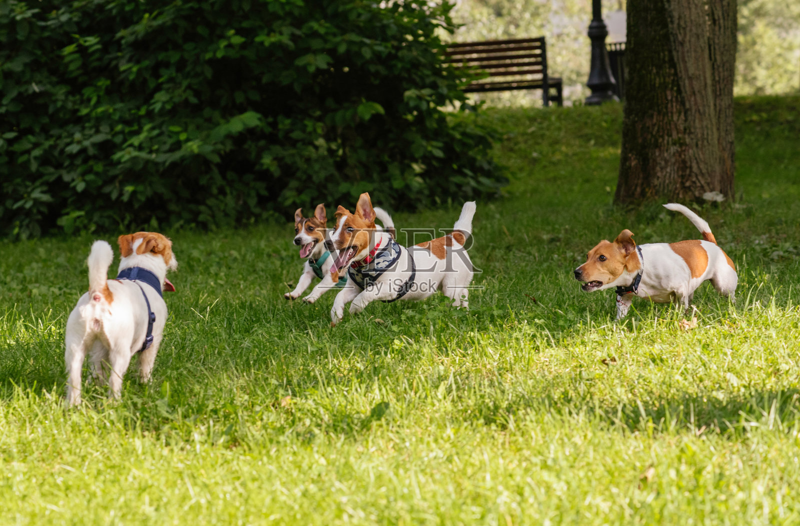四只杰克罗素梗狗在公园里不拴狗绳的情况下嬉闹嬉戏照片摄影图片