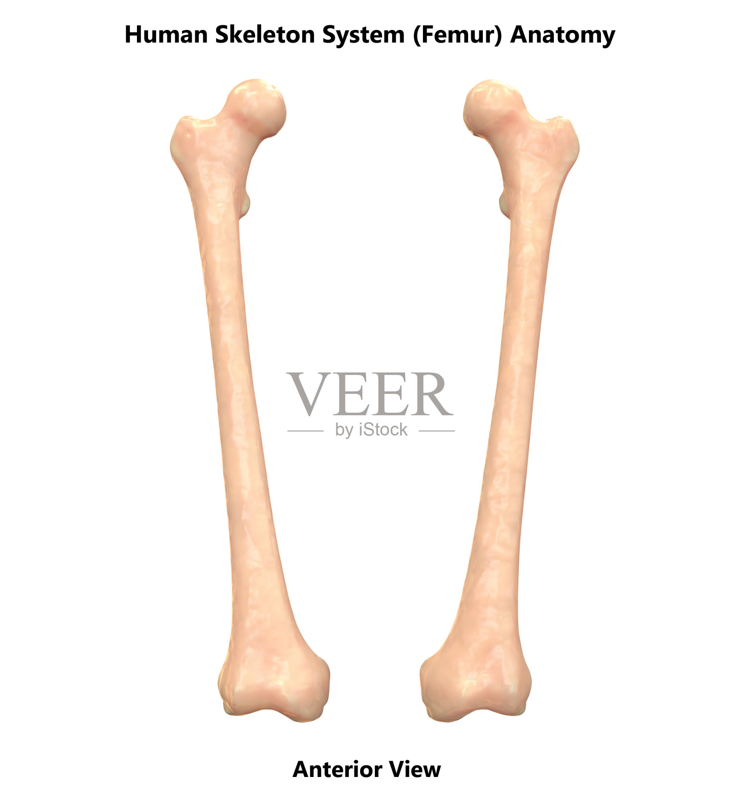 人体骨骼系统股骨解剖学(前视图)照片摄影图片