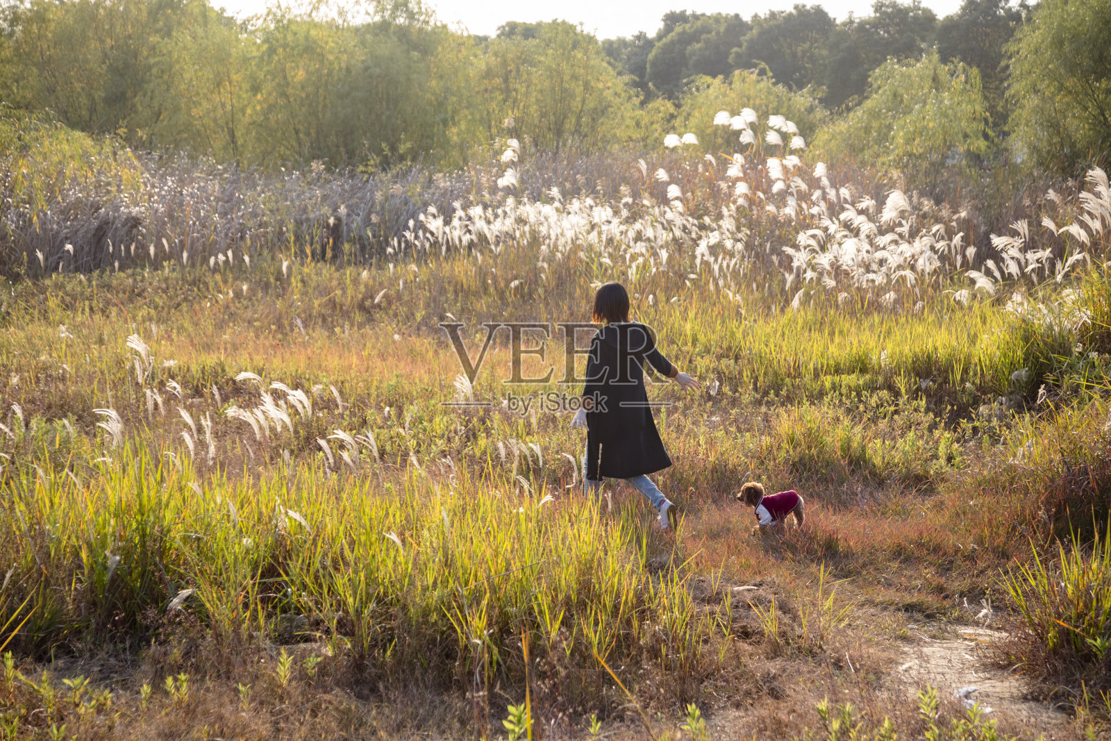 一名孕妇带着狮子狗在芦苇地里散步照片摄影图片