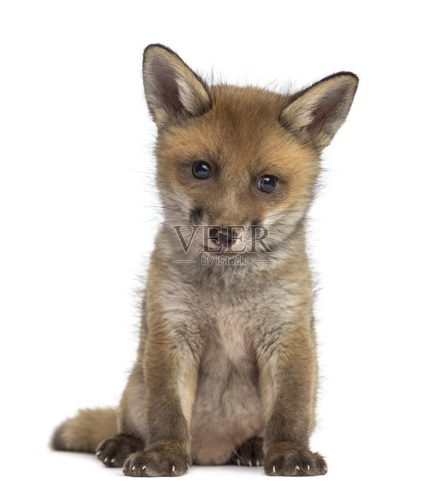 7周大的狐狸幼崽坐在白色背景前照片摄影图片