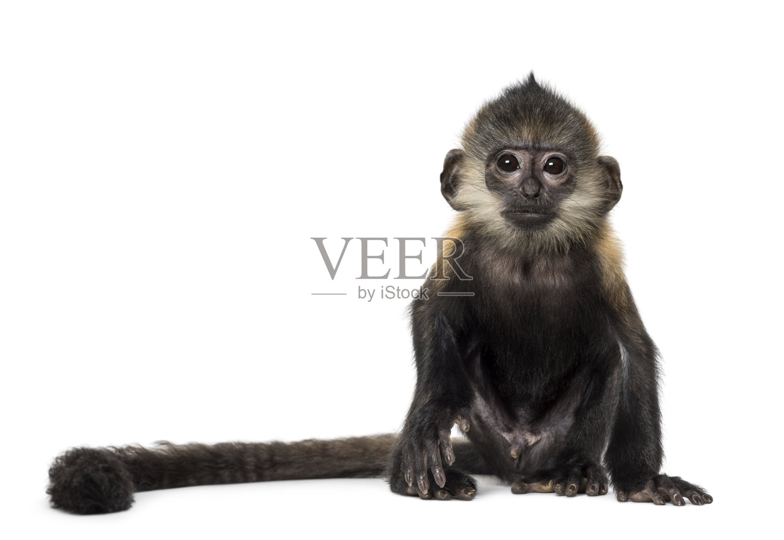 婴儿弗朗索瓦·叶猴(4个月)照片摄影图片