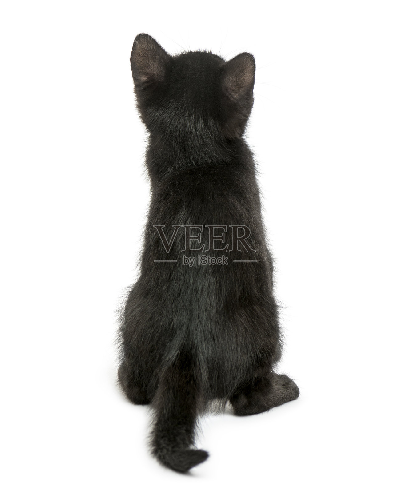 后视图的黑猫坐着，2个月大，孤立在白色照片摄影图片