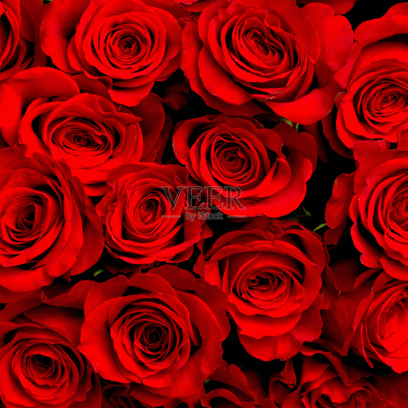 红色天然玫瑰背景照片摄影图片