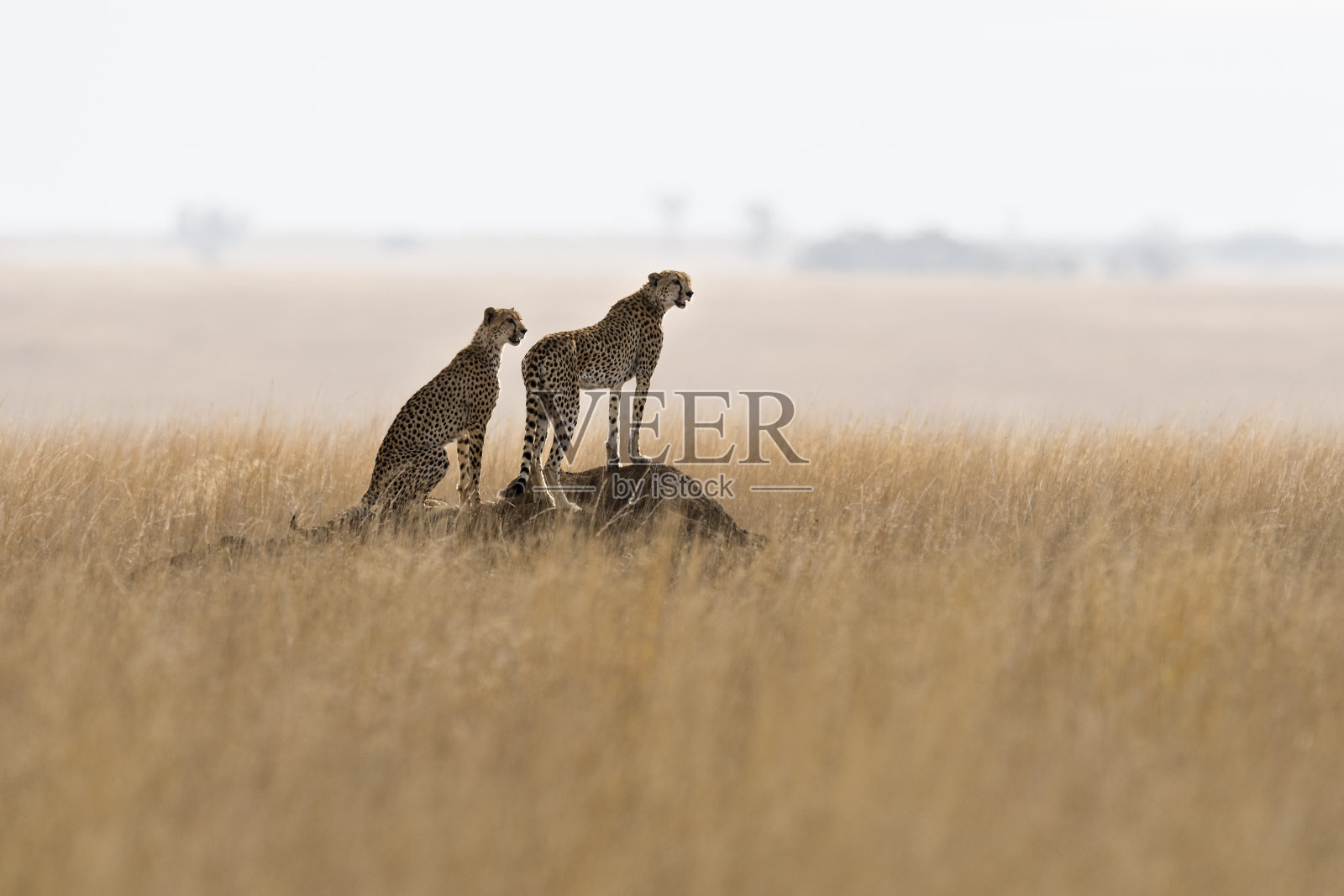 警惕的猎豹，在非洲狩猎照片摄影图片