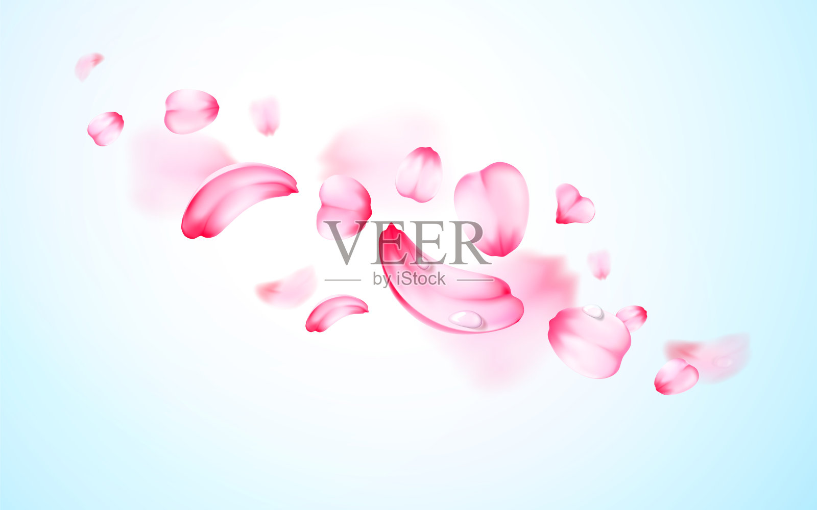 粉红色樱花清新的花瓣与水珠、露水有模糊的效果。向量的背景。3D现实详细浪漫的插画插画图片素材