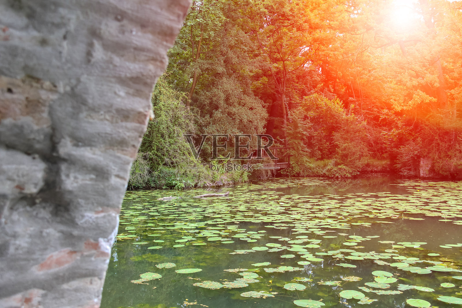 阳光下公园池塘里的黄色睡莲照片摄影图片