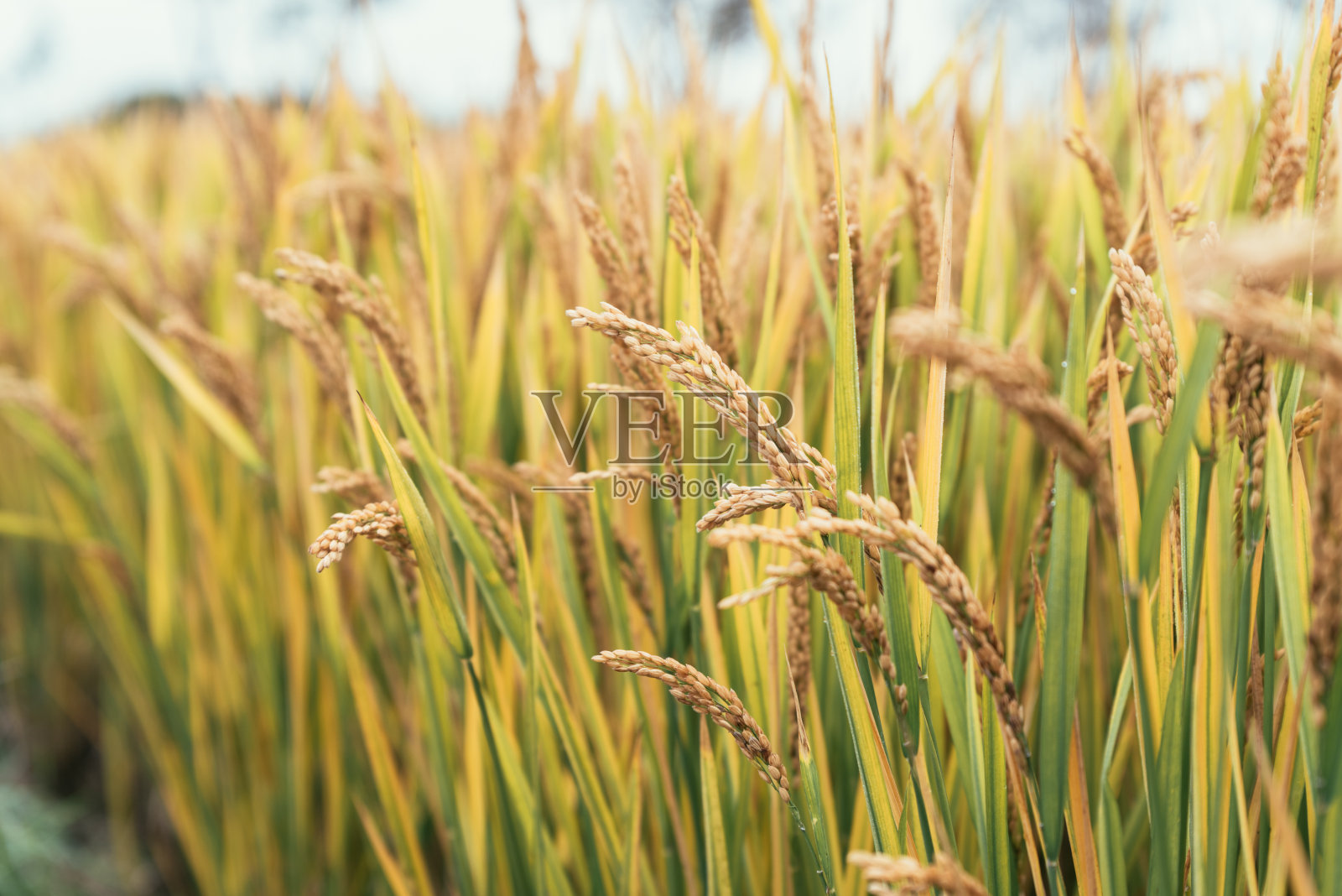 水稻和大米照片摄影图片